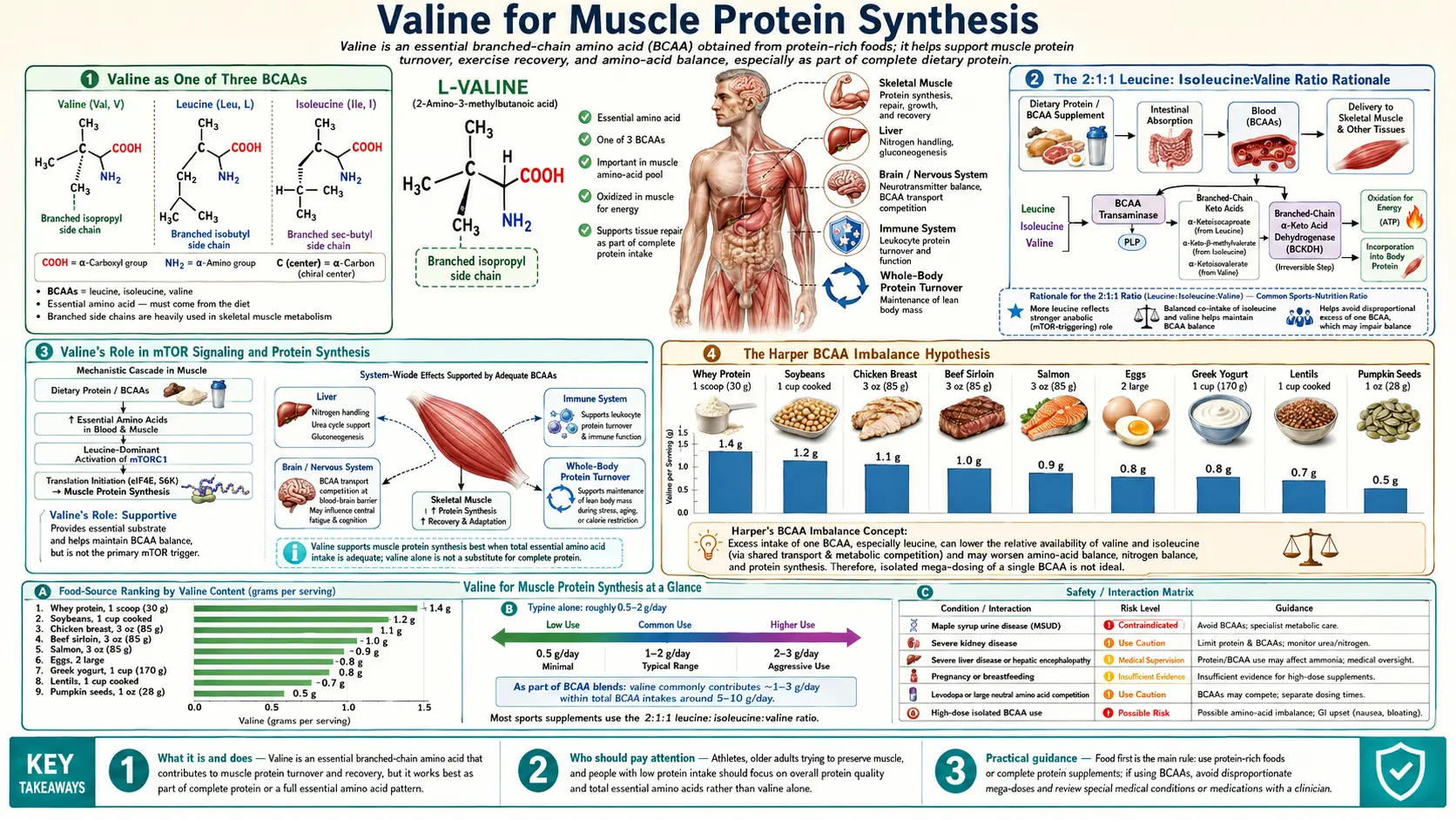 Muscle Protein Synthesis — scientific infographic poster