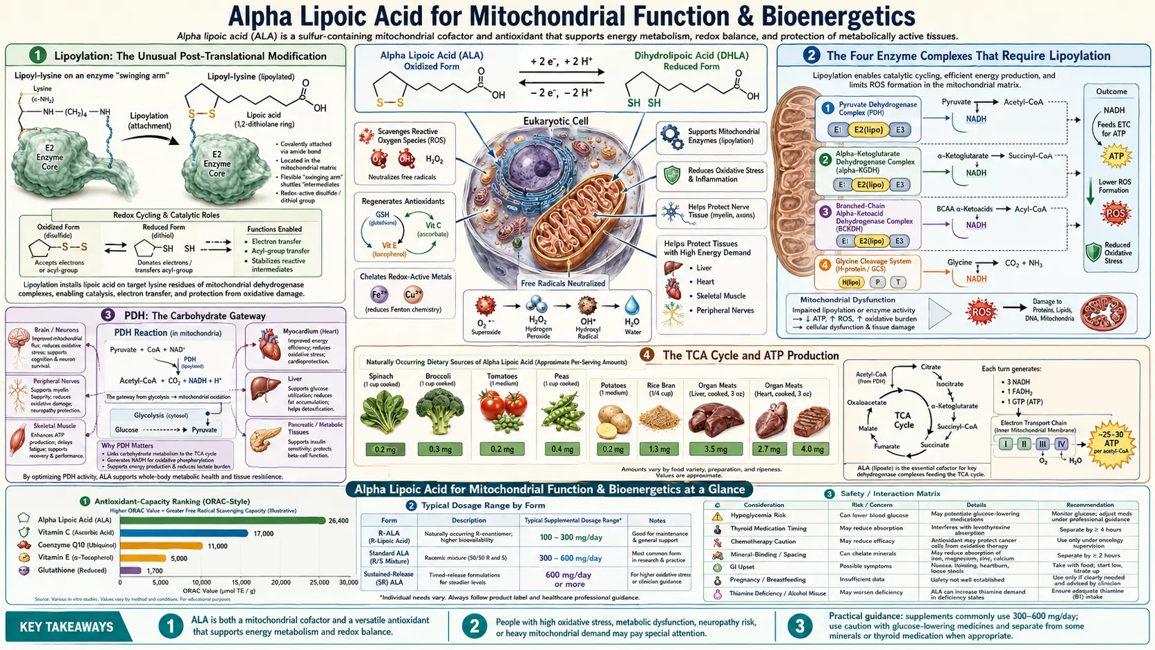 Mitochondria — scientific infographic poster