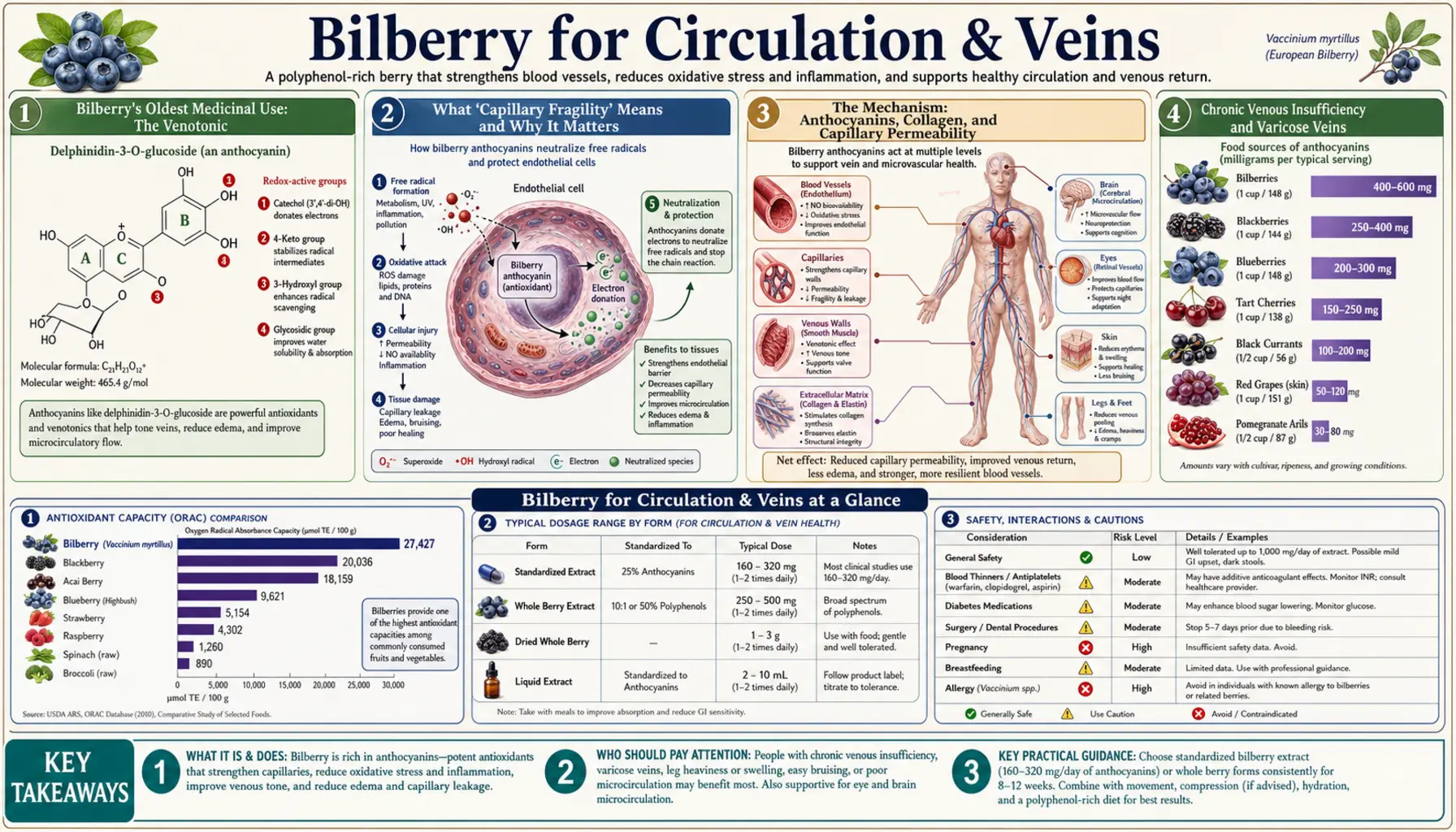 Circulation and Veins — scientific infographic poster