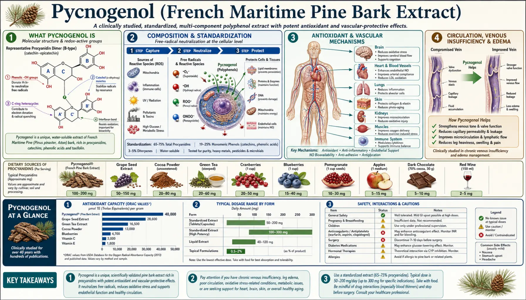 French maritime pine bark — scientific infographic poster