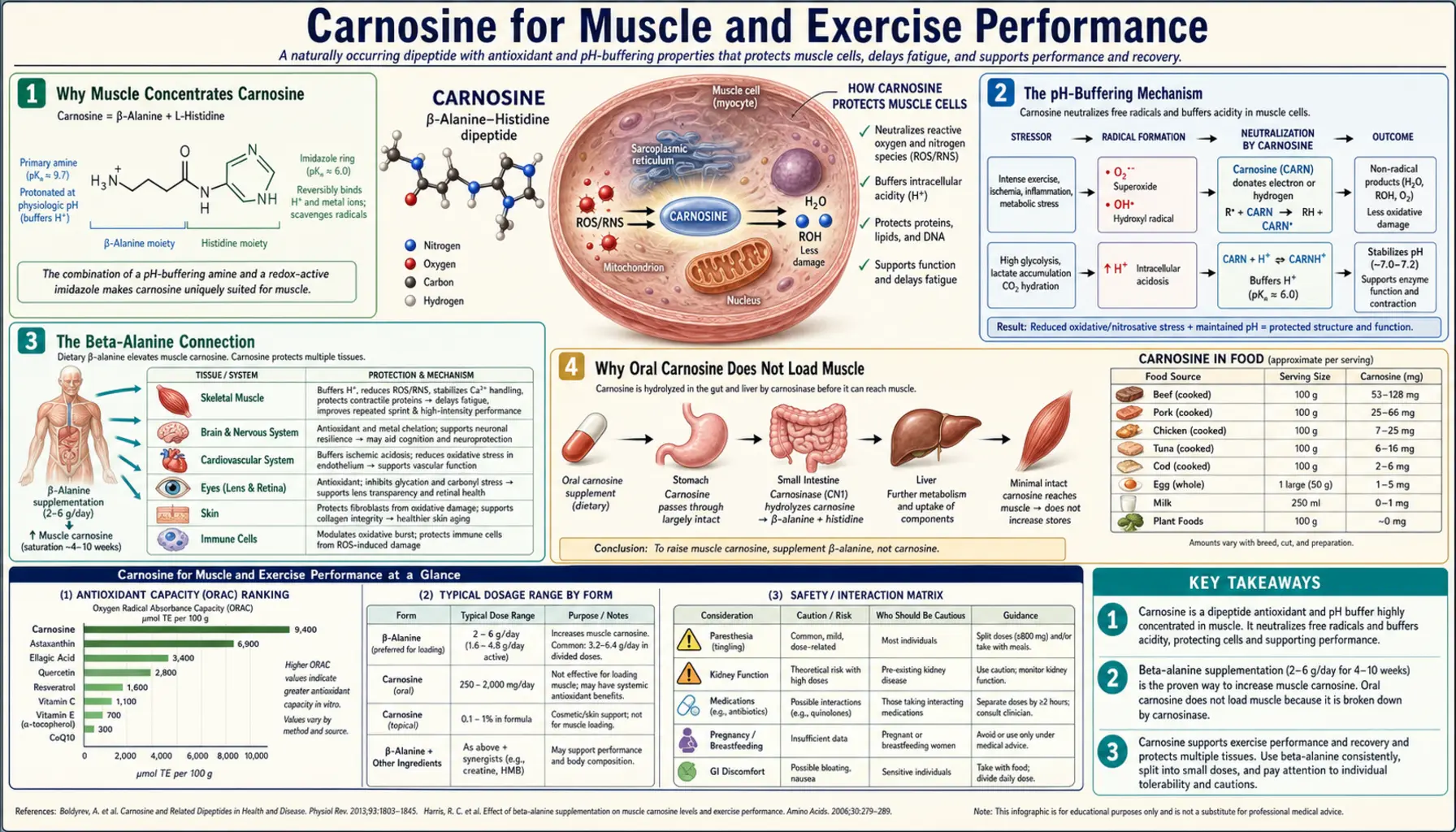 Muscle and Exercise — scientific infographic poster