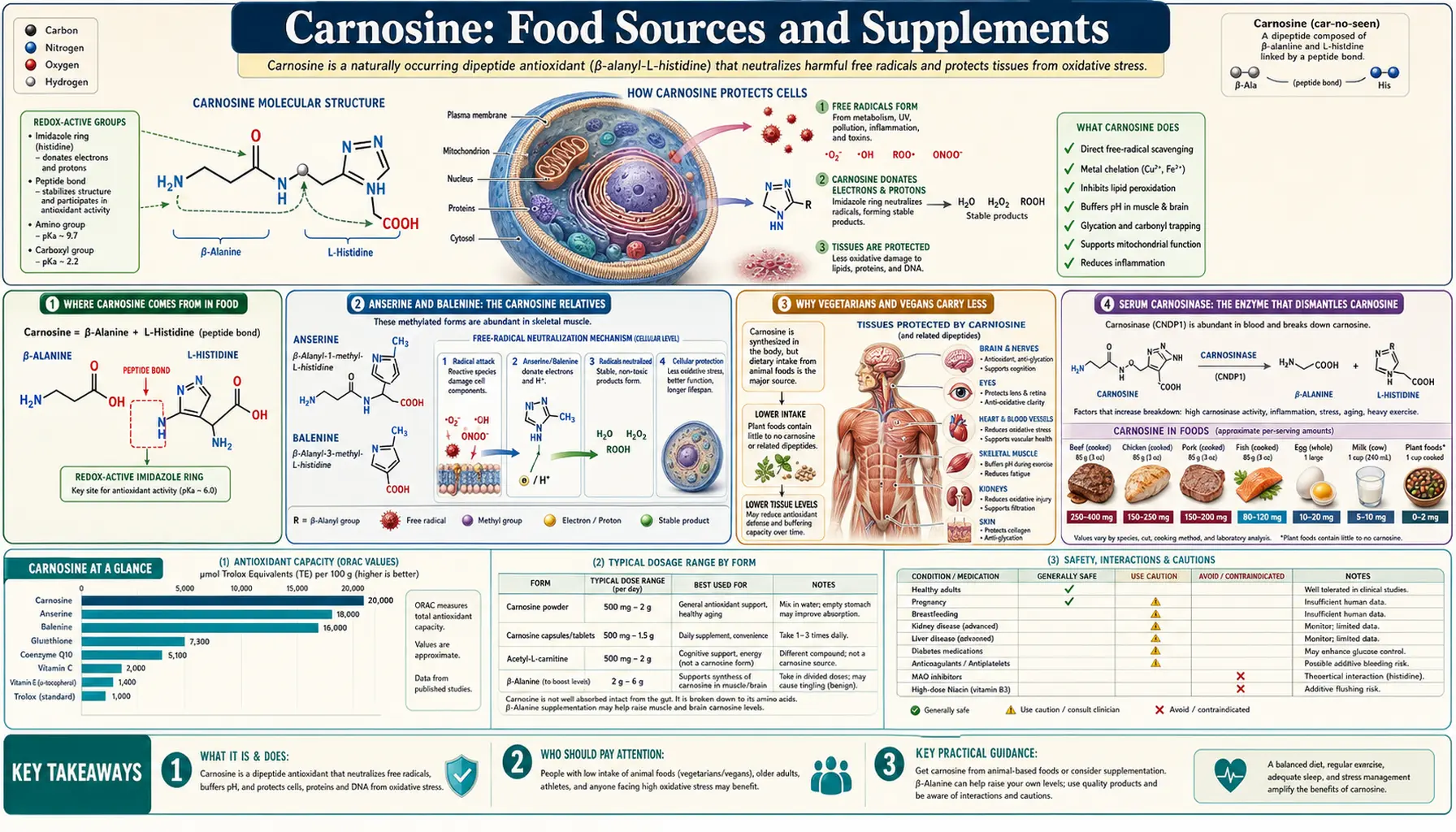 Sources and Supplements — scientific infographic poster