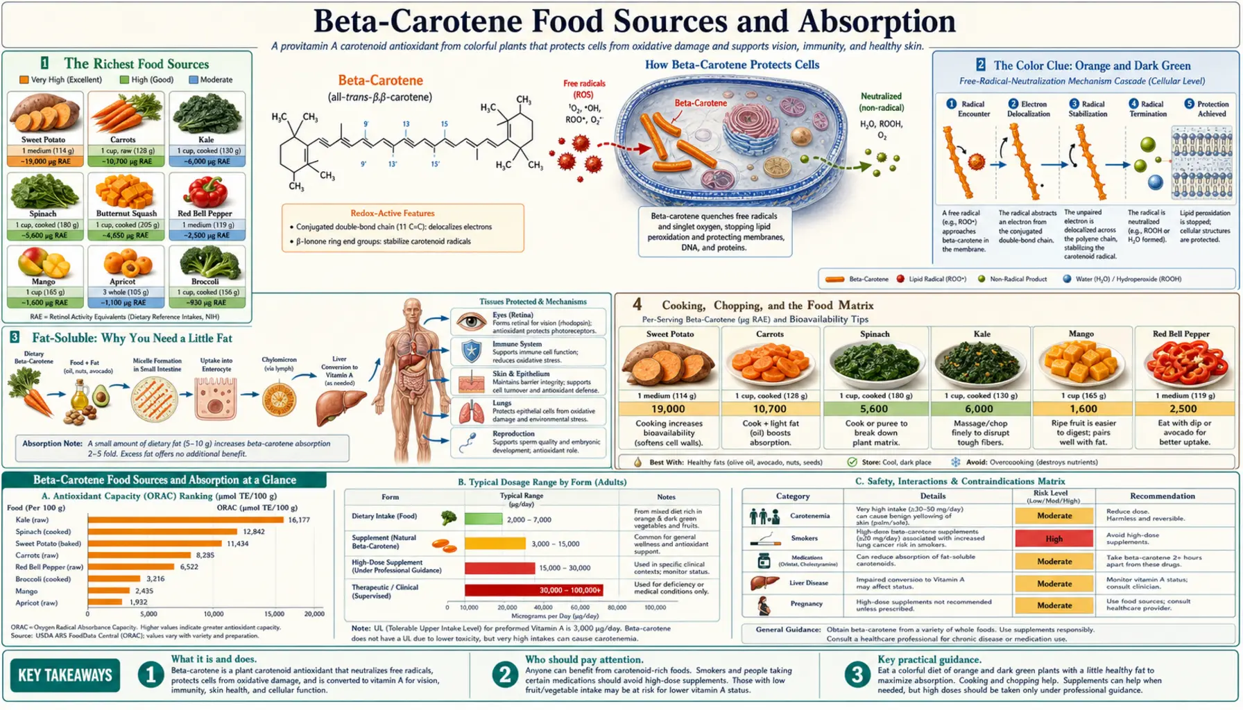 Food Sources and Absorption — scientific infographic poster