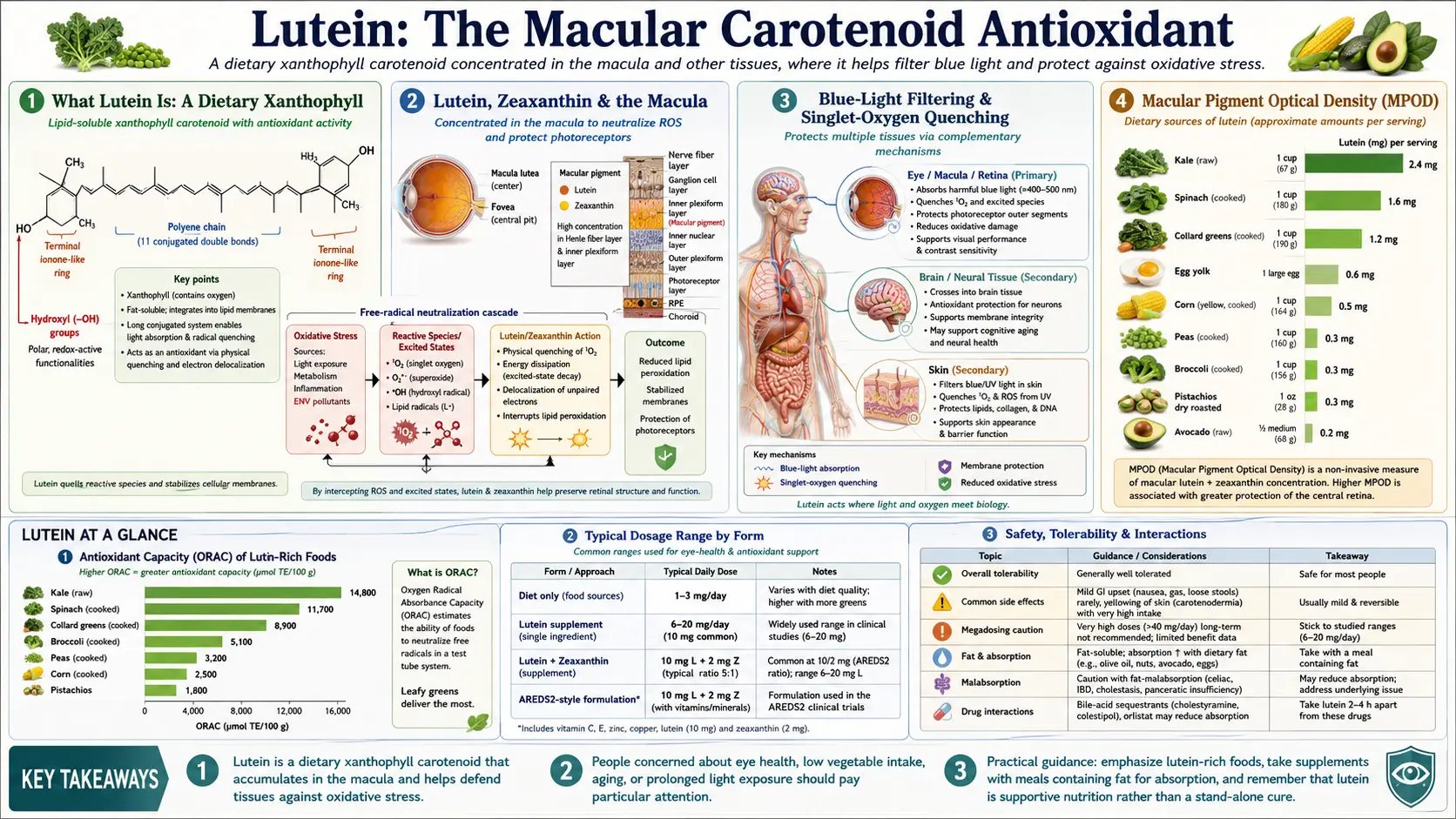 Lutein — scientific infographic poster