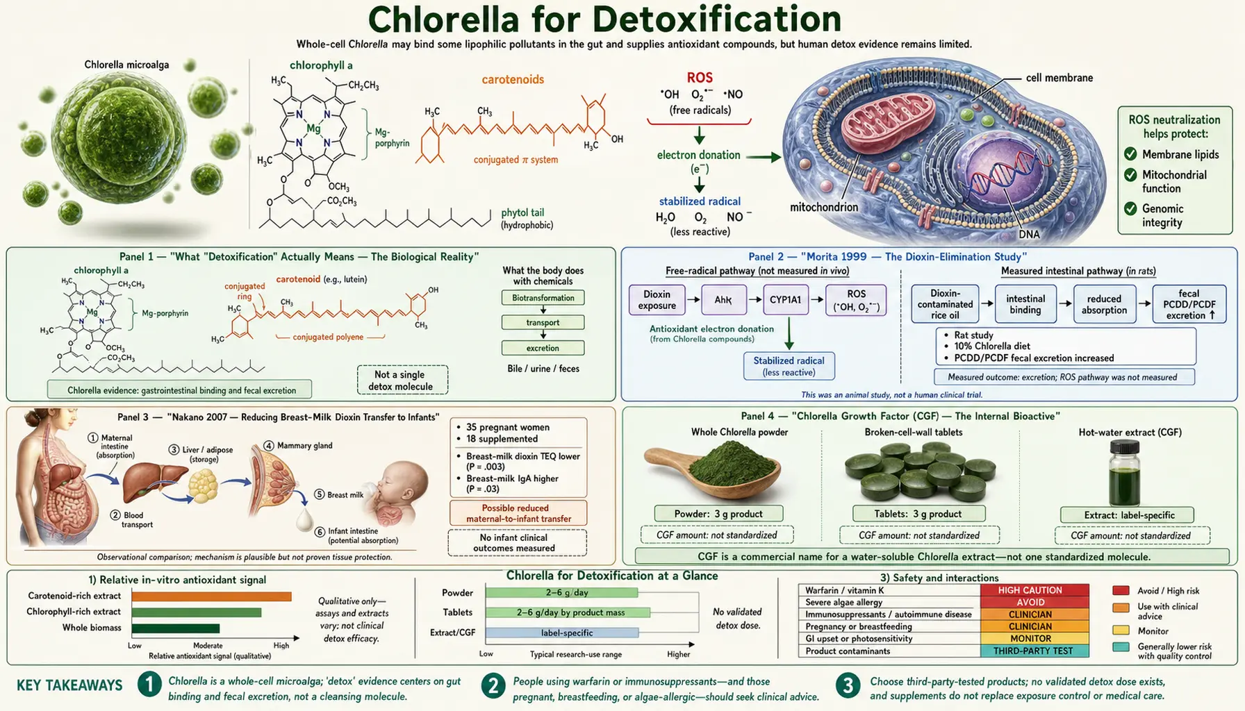 Detoxification — scientific infographic poster