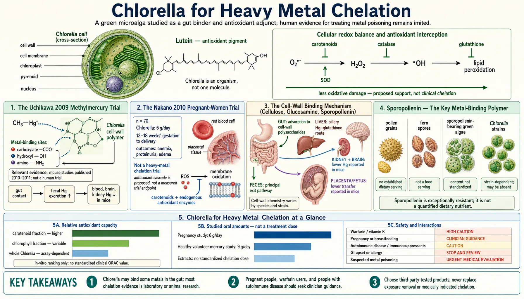 Heavy Metal Chelation — scientific infographic poster