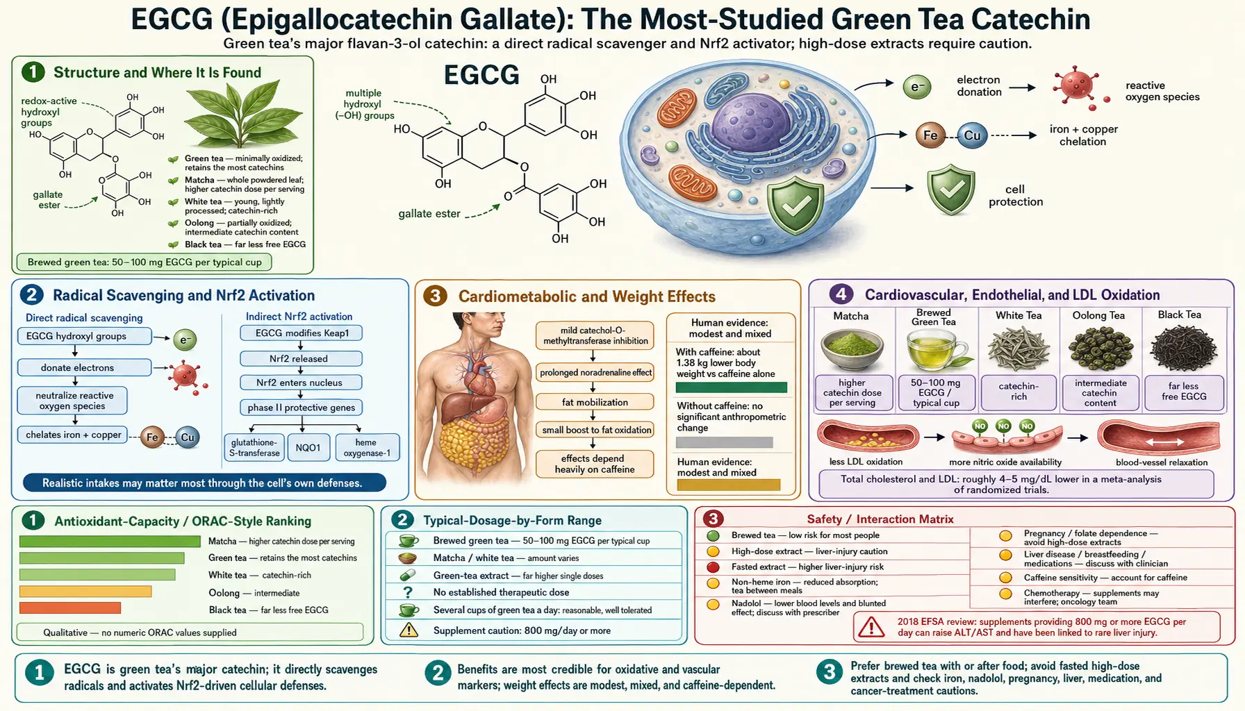 EGCG — scientific infographic poster