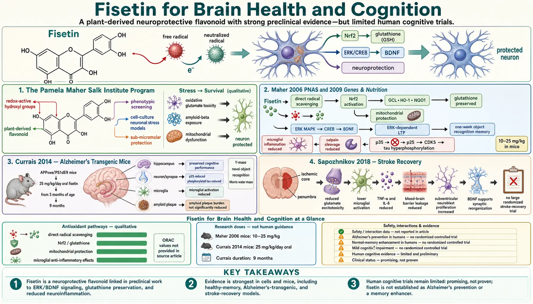 Brain Health and Cognition — scientific infographic poster