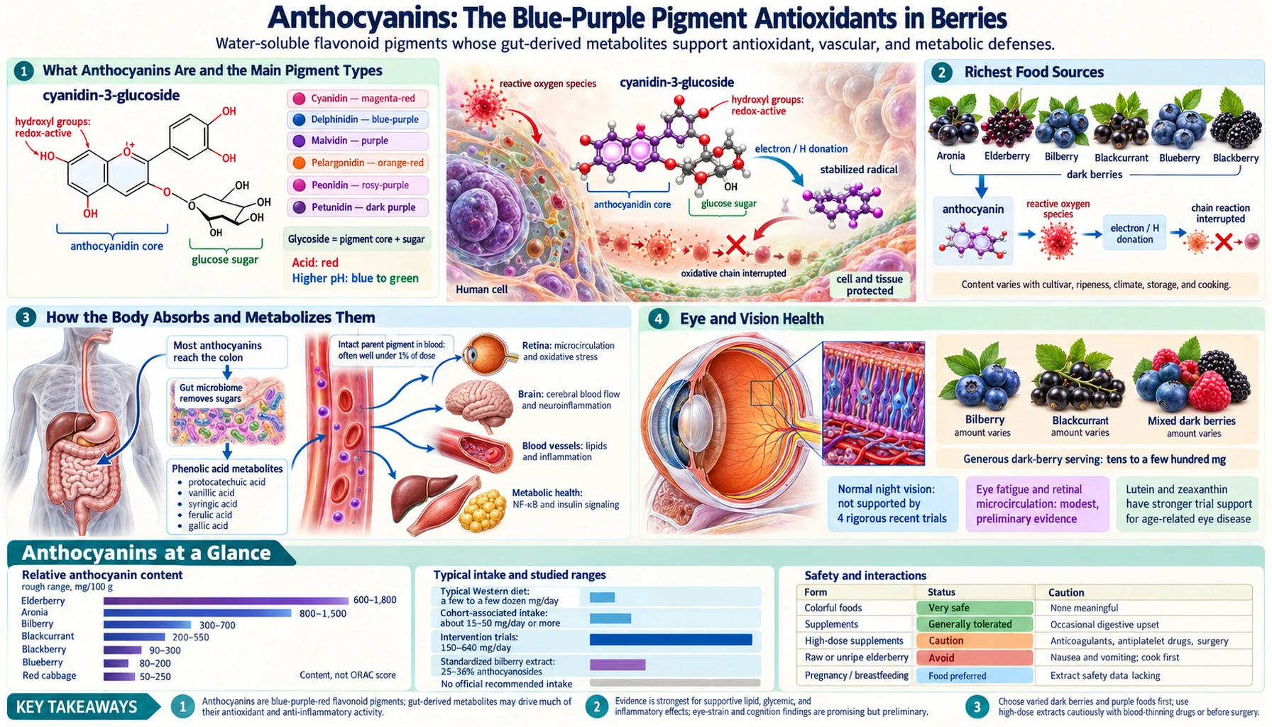 Anthocyanins — scientific infographic poster