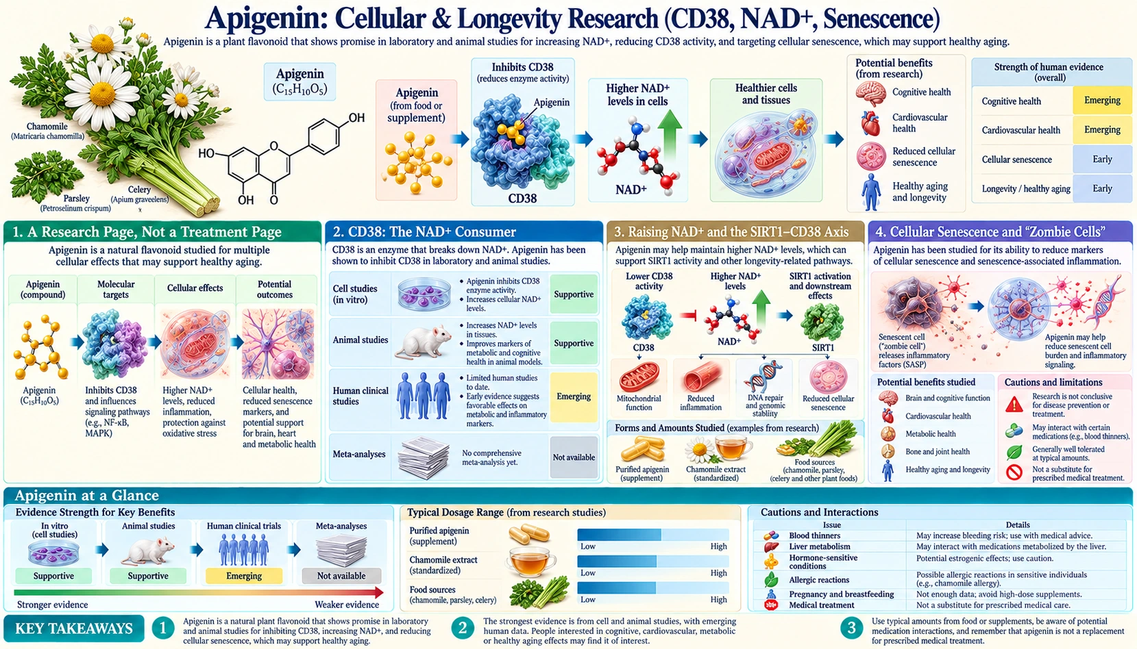 Cellular and Longevity Research — scientific infographic poster