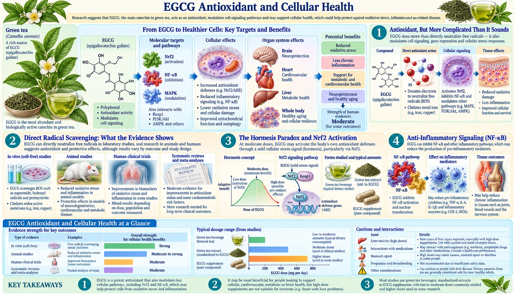 Antioxidant and Cellular Health — scientific infographic poster