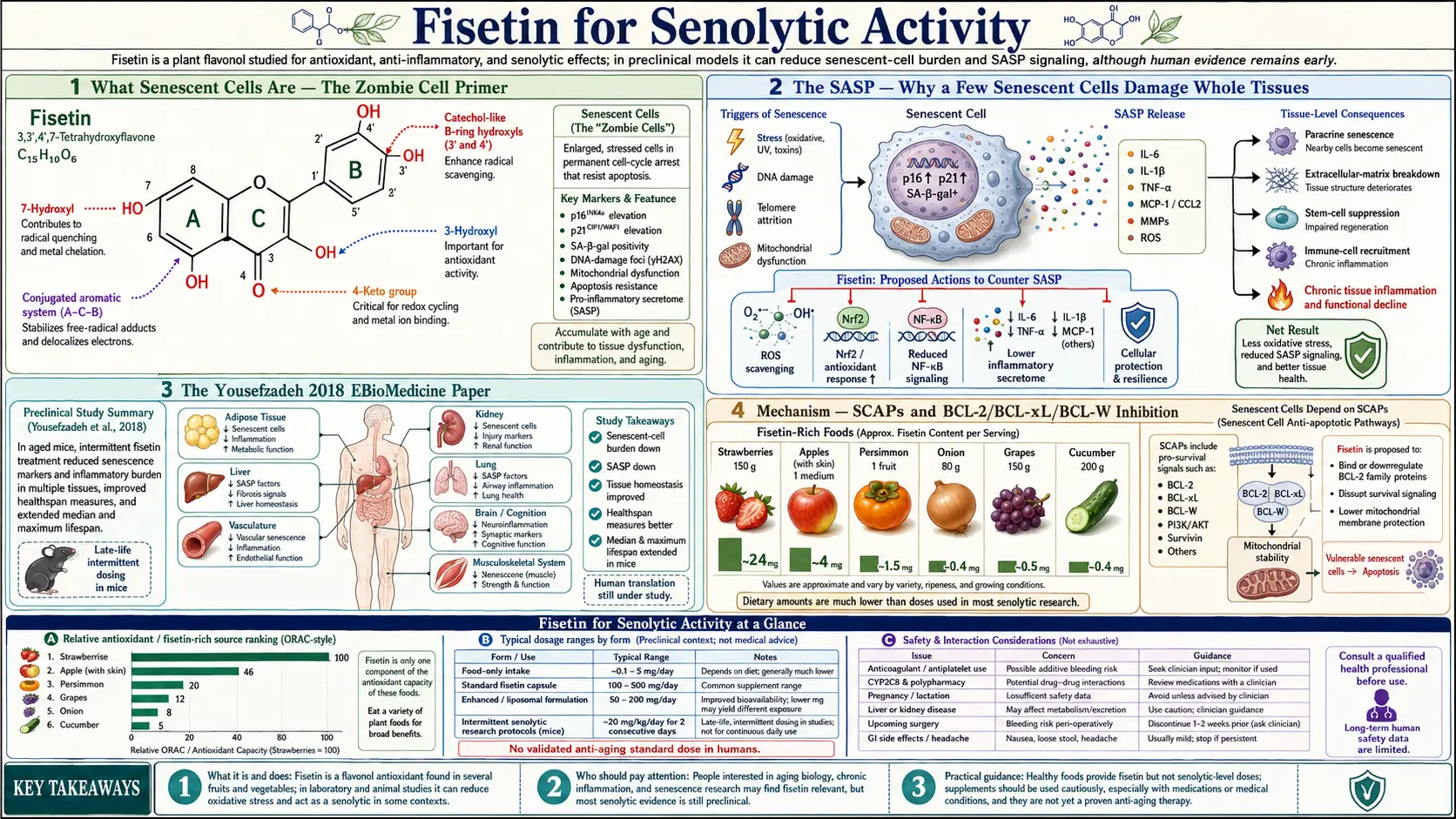 Senolytic Activity — scientific infographic poster
