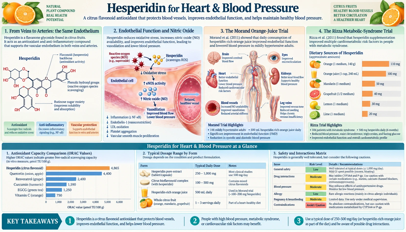 Heart and Blood Pressure — scientific infographic poster