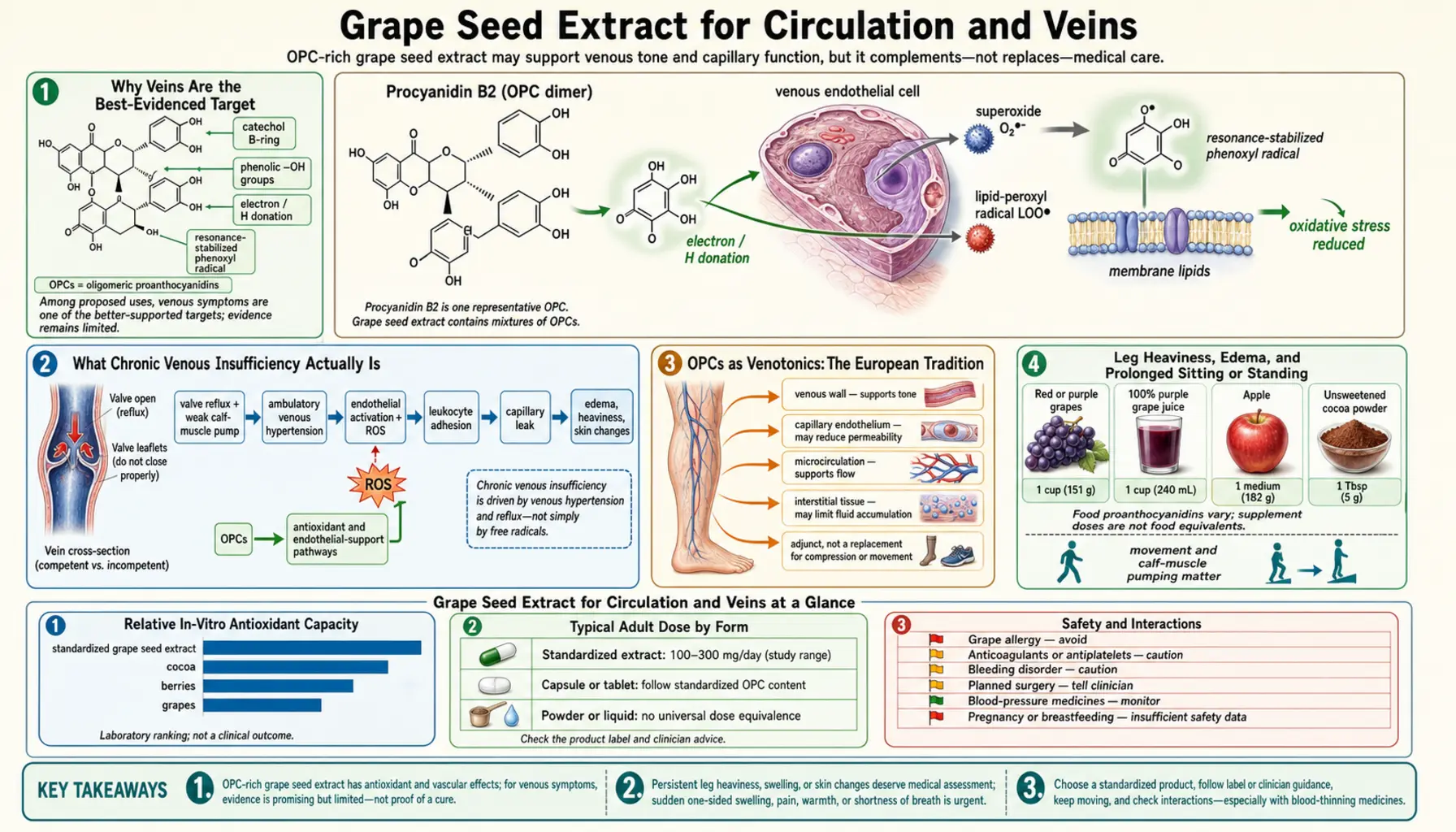 Circulation and Veins — scientific infographic poster