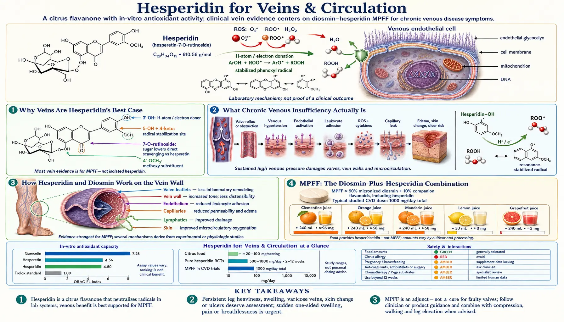 Veins and Circulation — scientific infographic poster