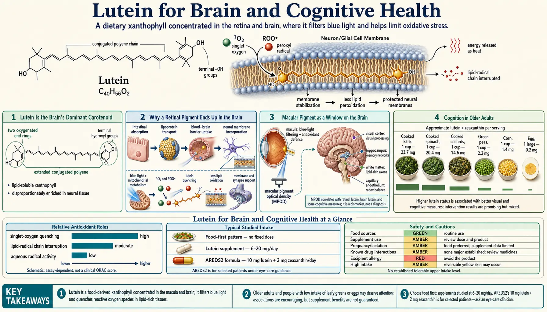 Brain and Cognitive Health — scientific infographic poster