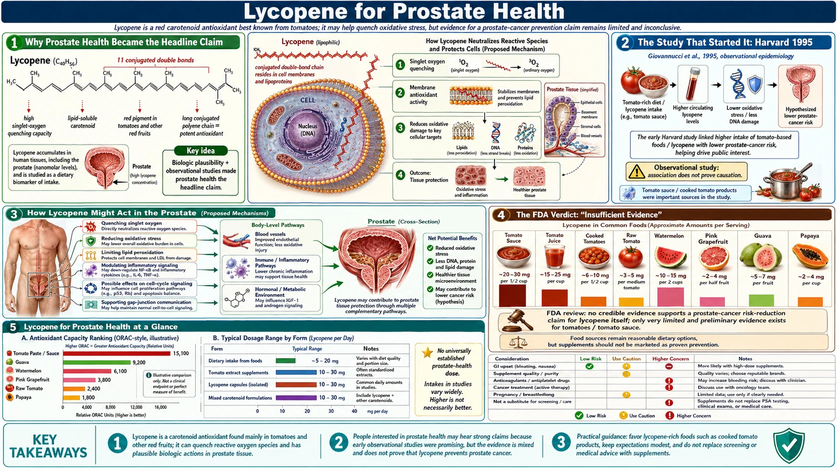 Prostate Health — scientific infographic poster