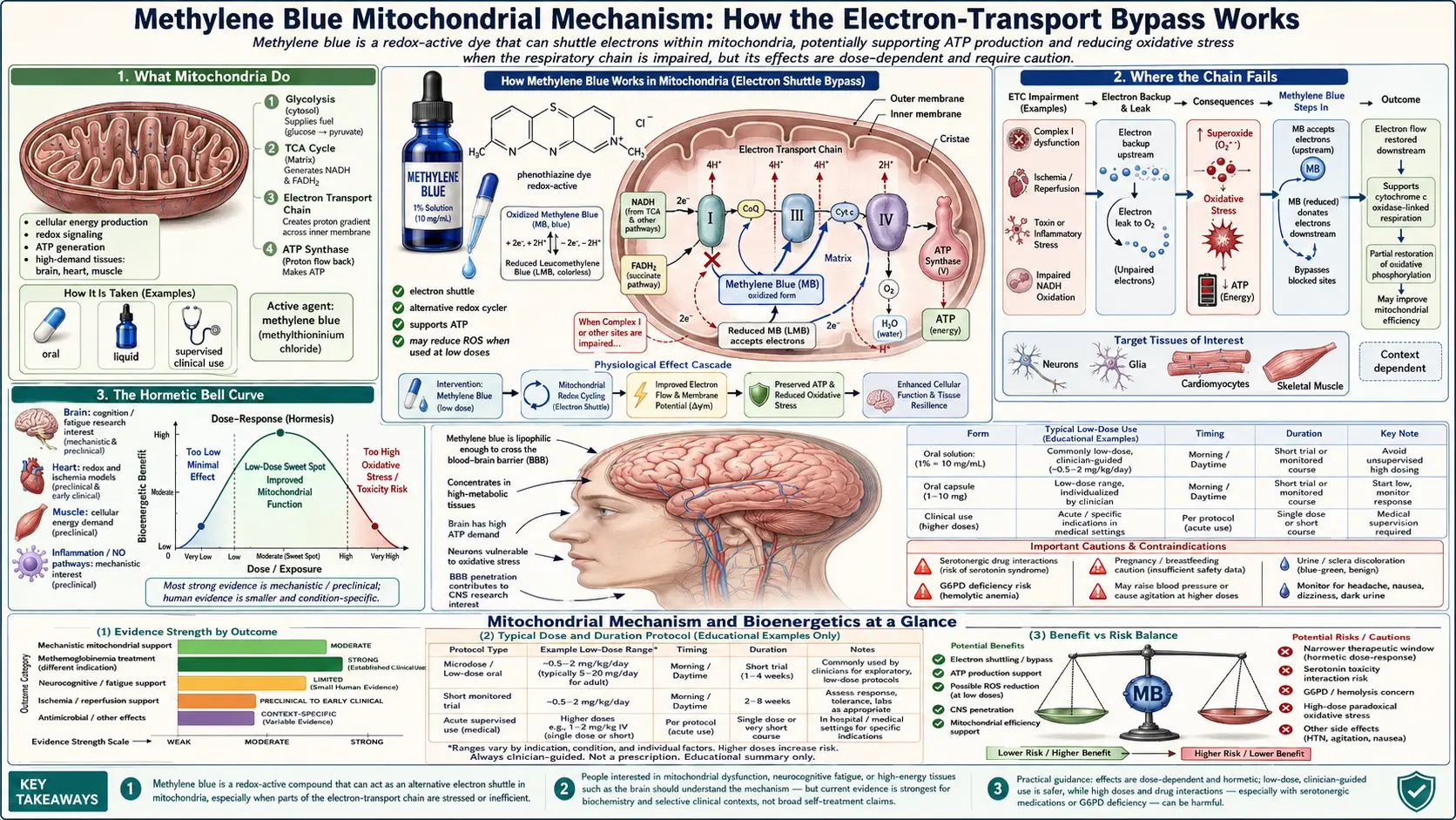 Mitochondrial Mechanism and Bioenergetics — scientific infographic poster