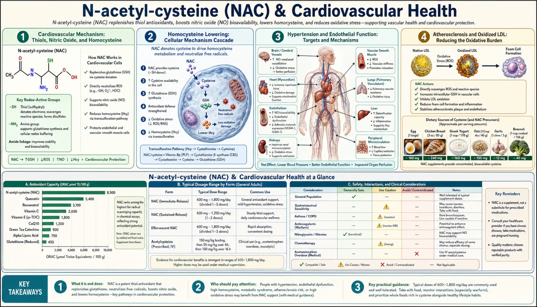 Cardiovascular Health — scientific infographic poster