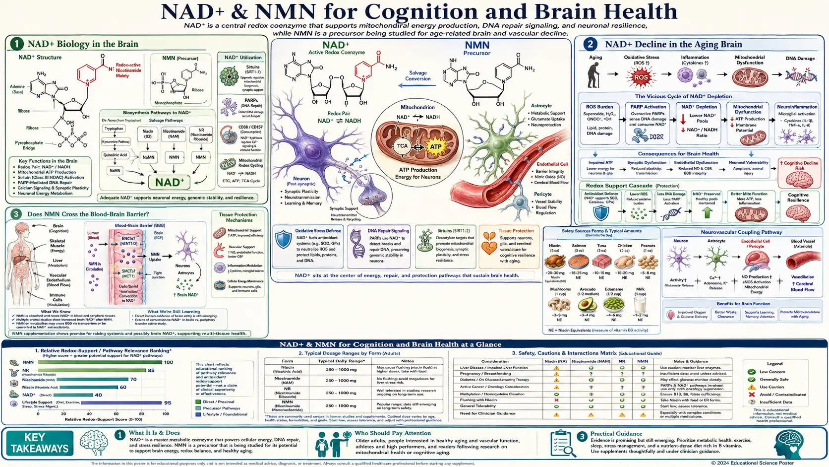 Cognition — scientific infographic poster