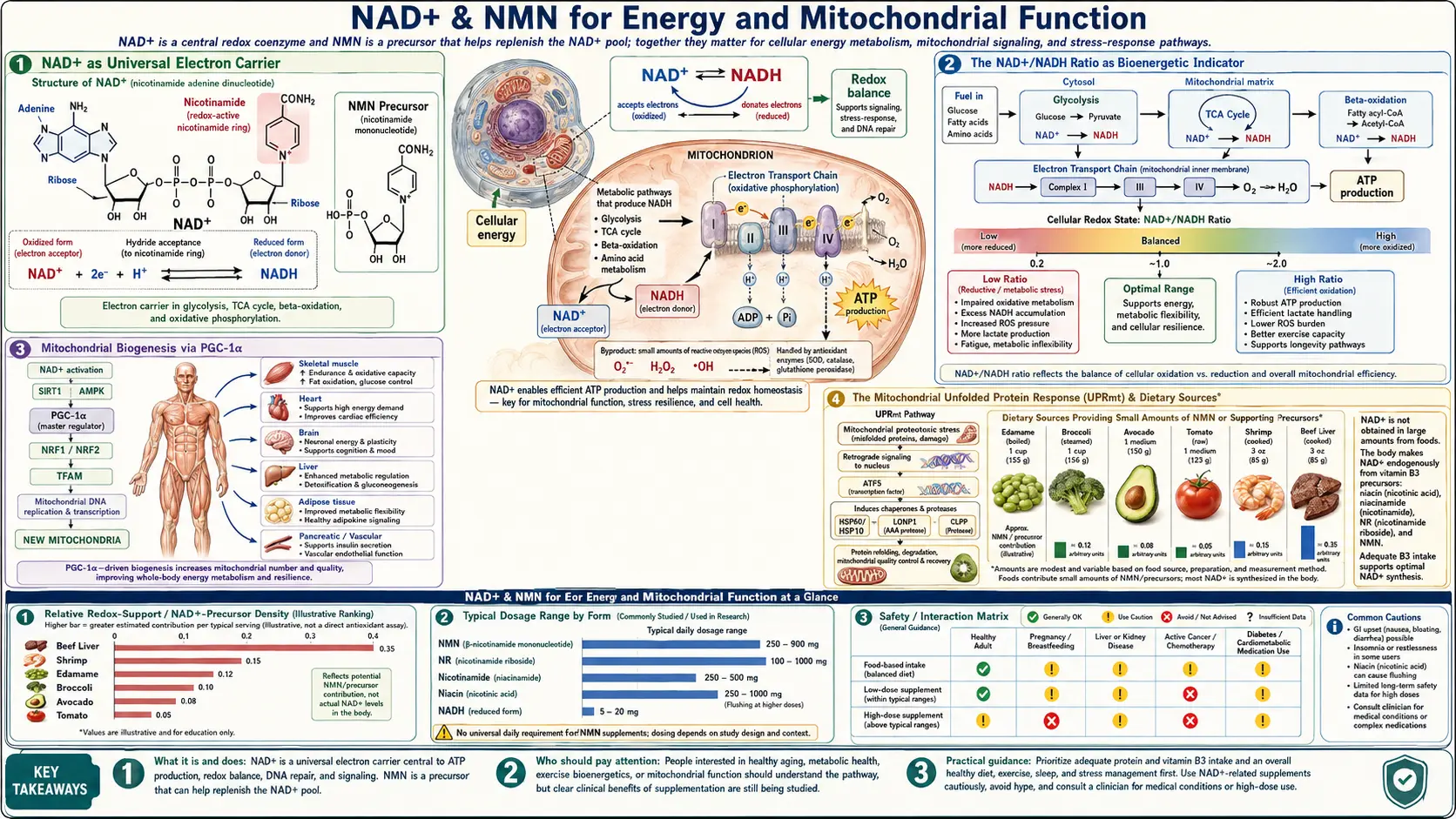 Energy and Mitochondria — scientific infographic poster