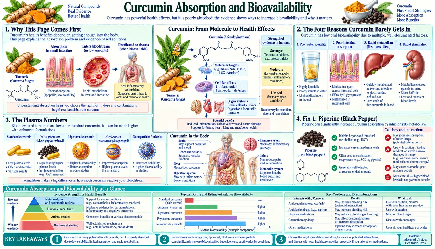 Absorption and Bioavailability — scientific infographic poster