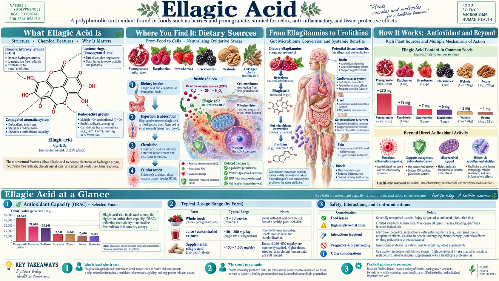 Ellagic Acid — scientific infographic poster