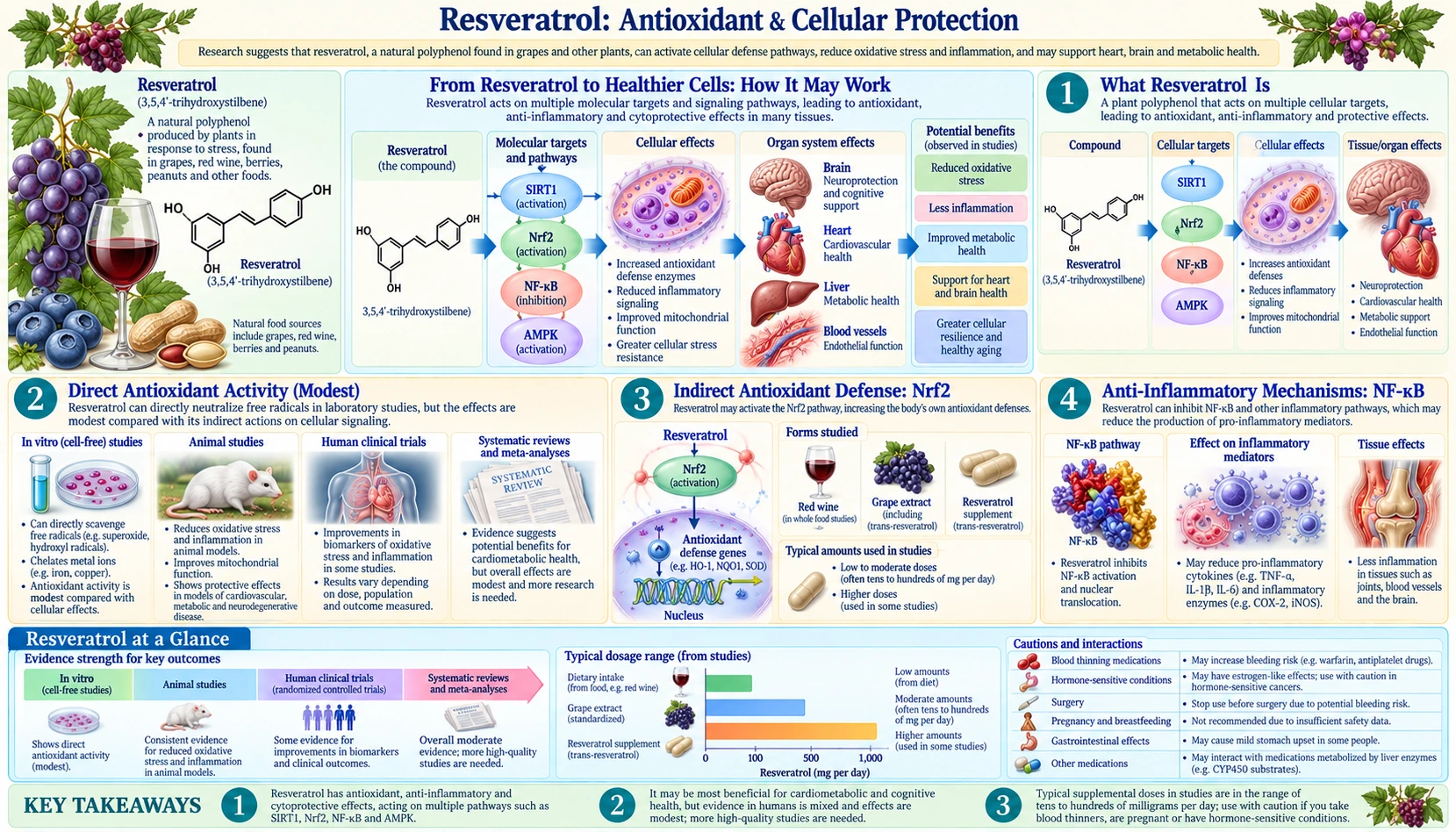 Antioxidant and Cellular Protection — scientific infographic poster