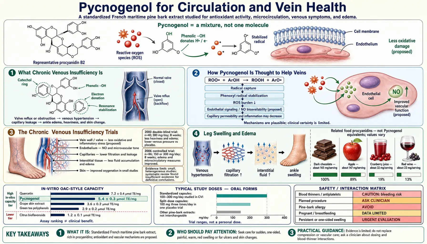 Circulation and Veins — scientific infographic poster