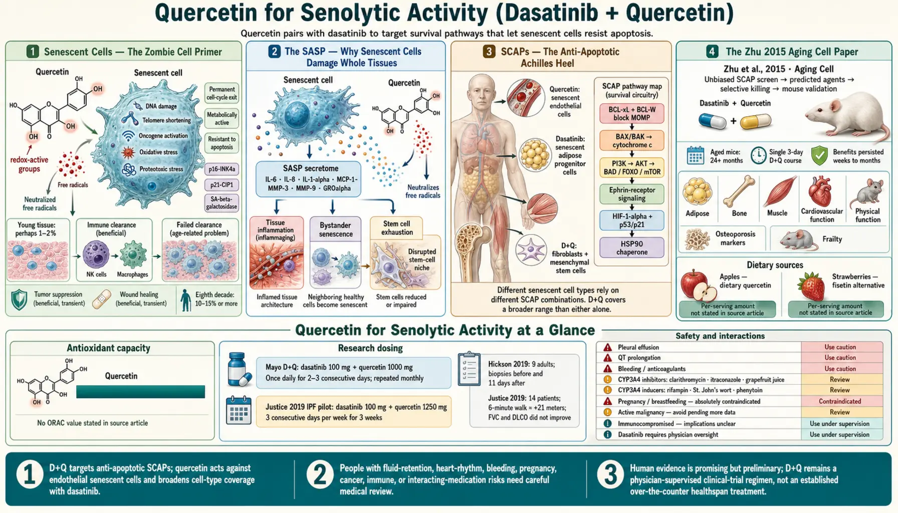 Senolytic Activity — scientific infographic poster