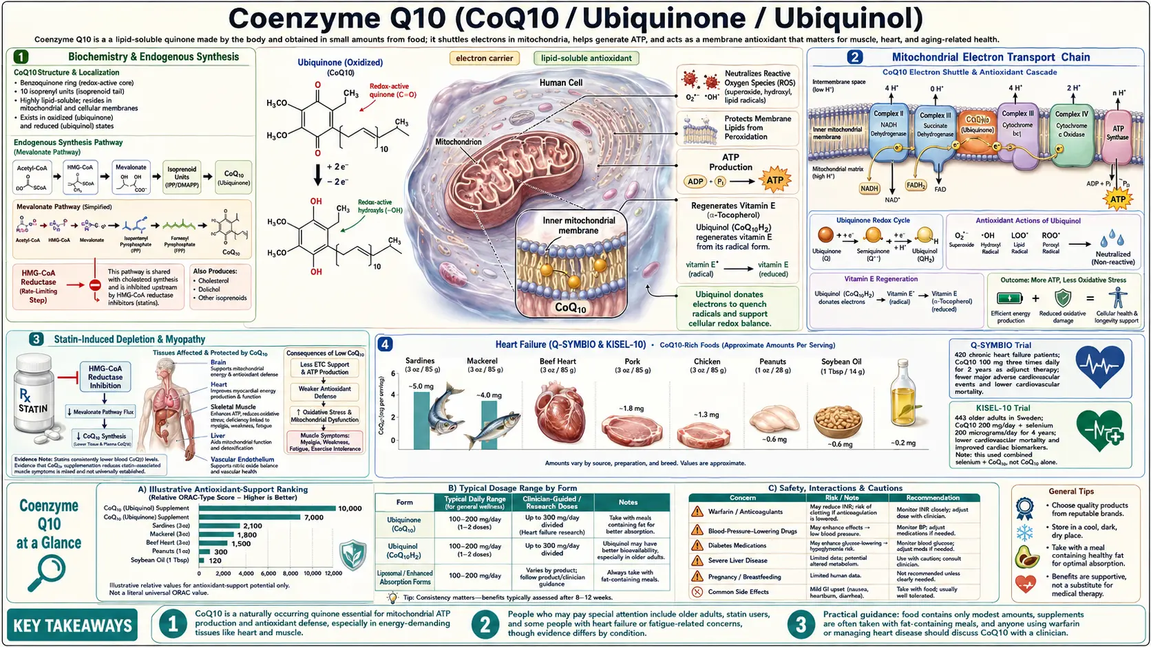 CoQ10 — scientific infographic poster