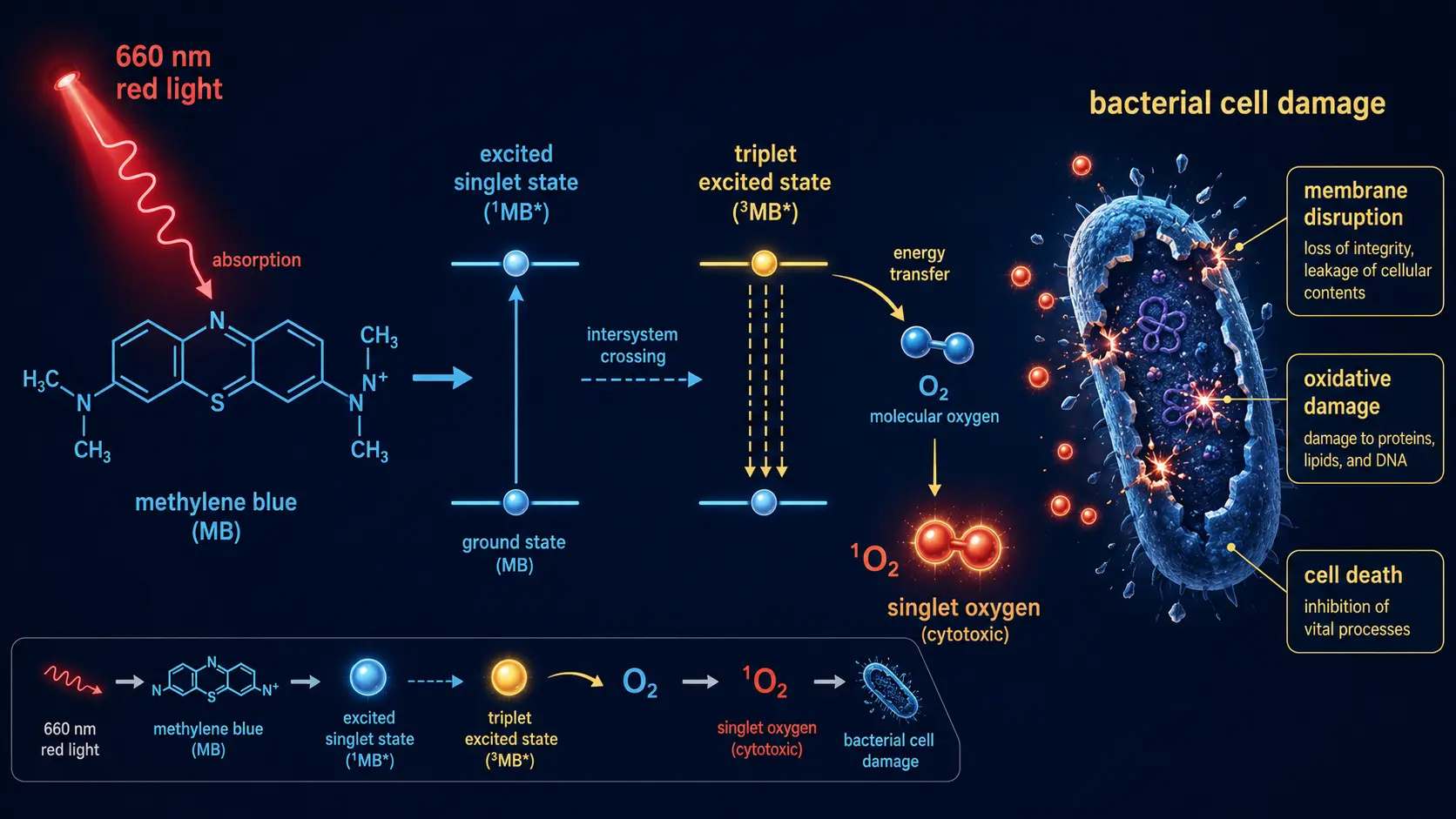 Photodynamic therapy: methylene blue absorbing 660 nm light to generate singlet oxygen