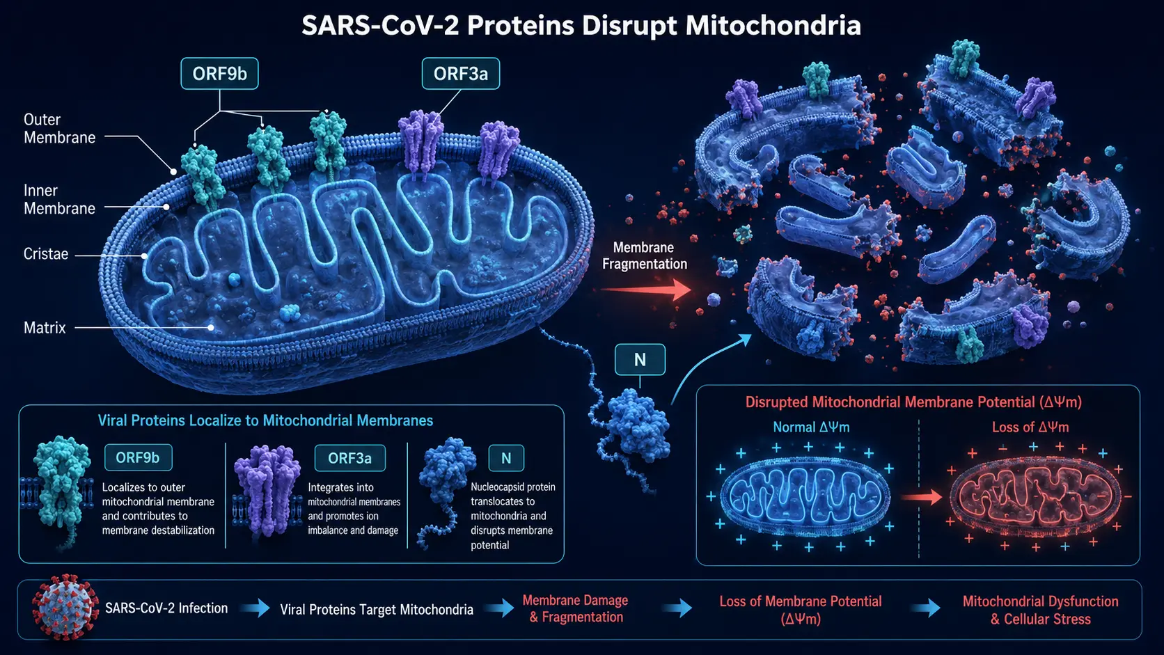 ORF9b and ORF3a viral proteins disrupting host mitochondria