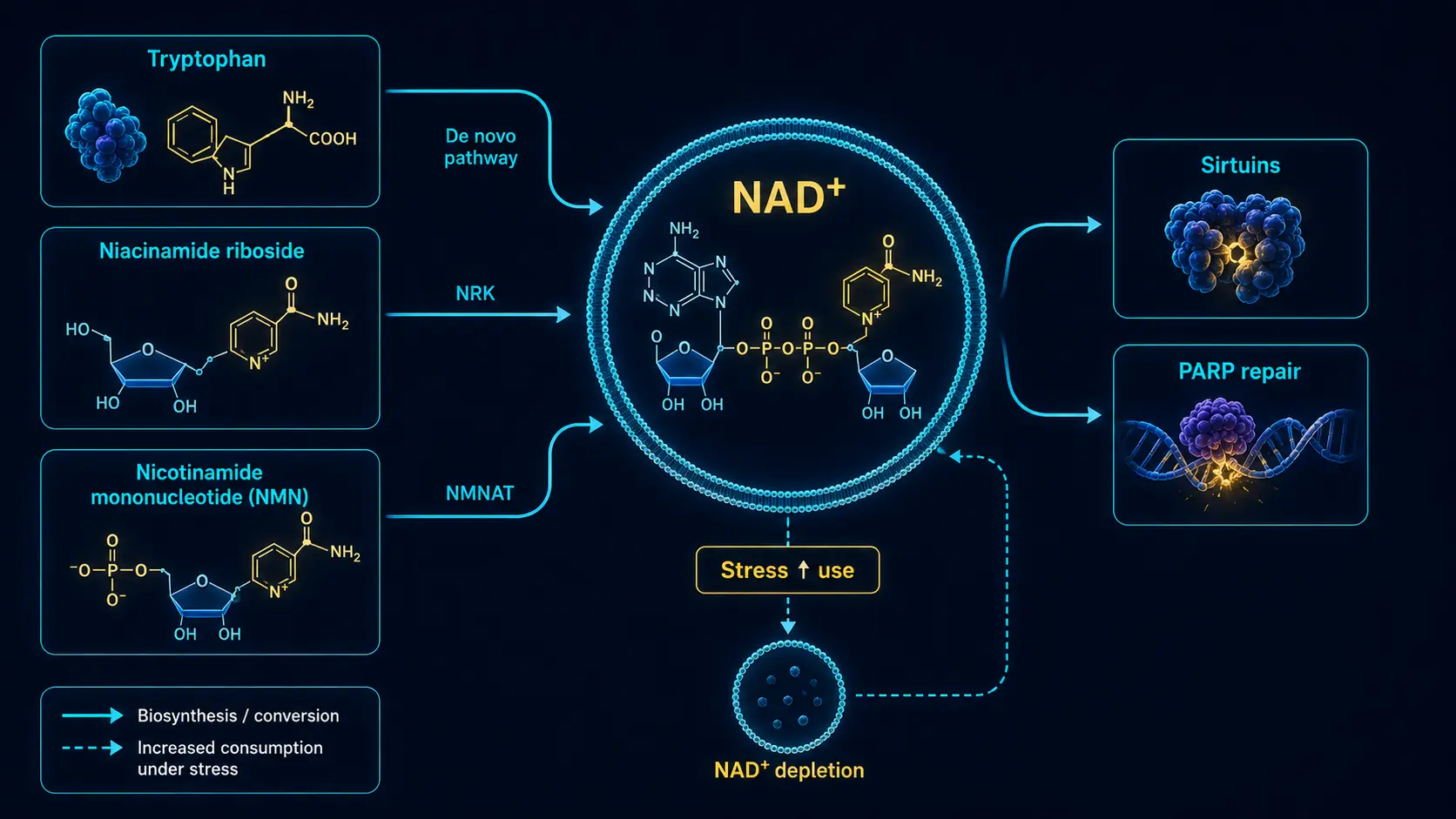 NAD+ metabolism cycle: tryptophan, NR, NMN to sirtuins and PARP