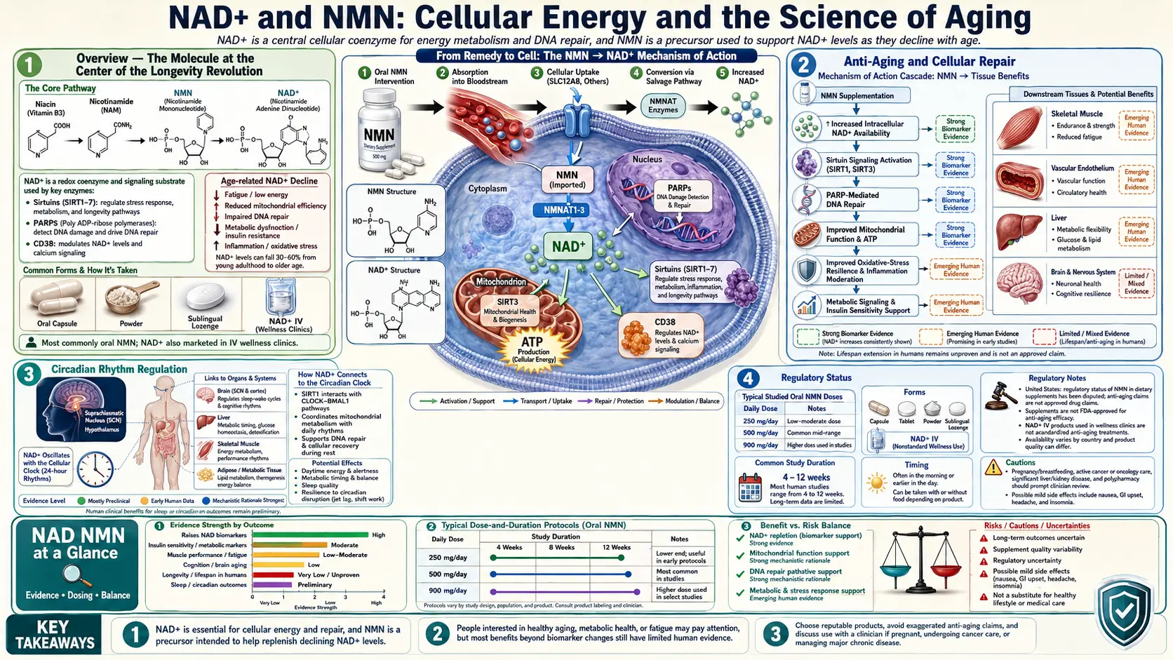 NAD NMN — scientific infographic poster