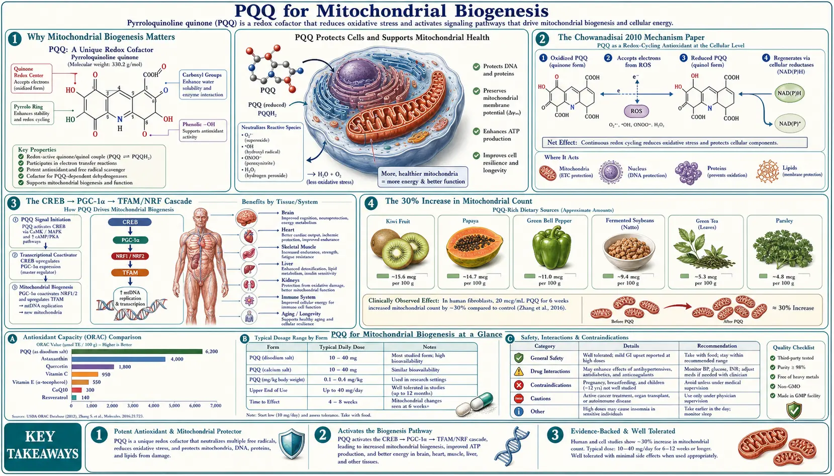 Mitochondrial Biogenesis — scientific infographic poster