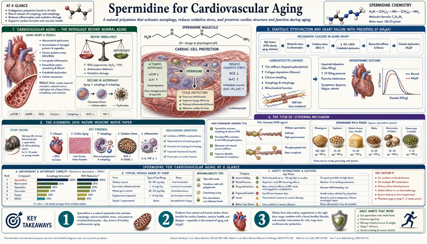 Cardiovascular Aging — scientific infographic poster