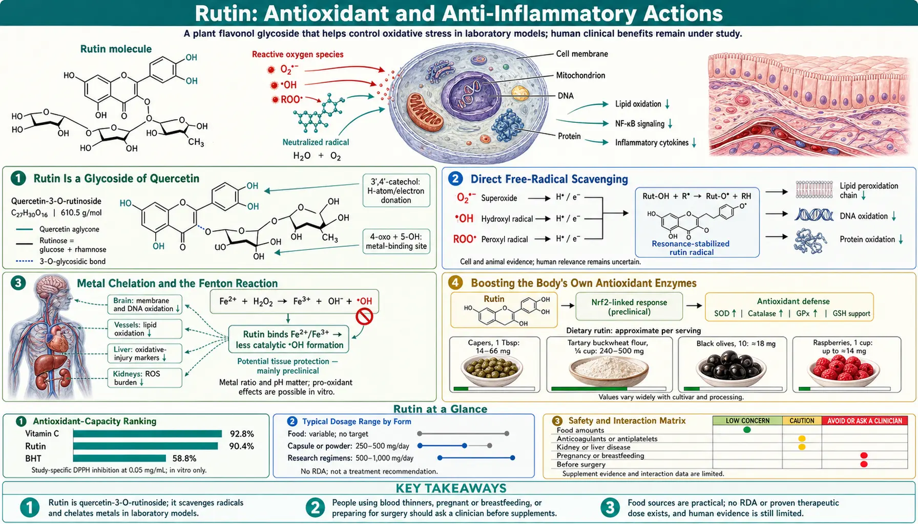 Antioxidant and Anti Inflammatory — scientific infographic poster