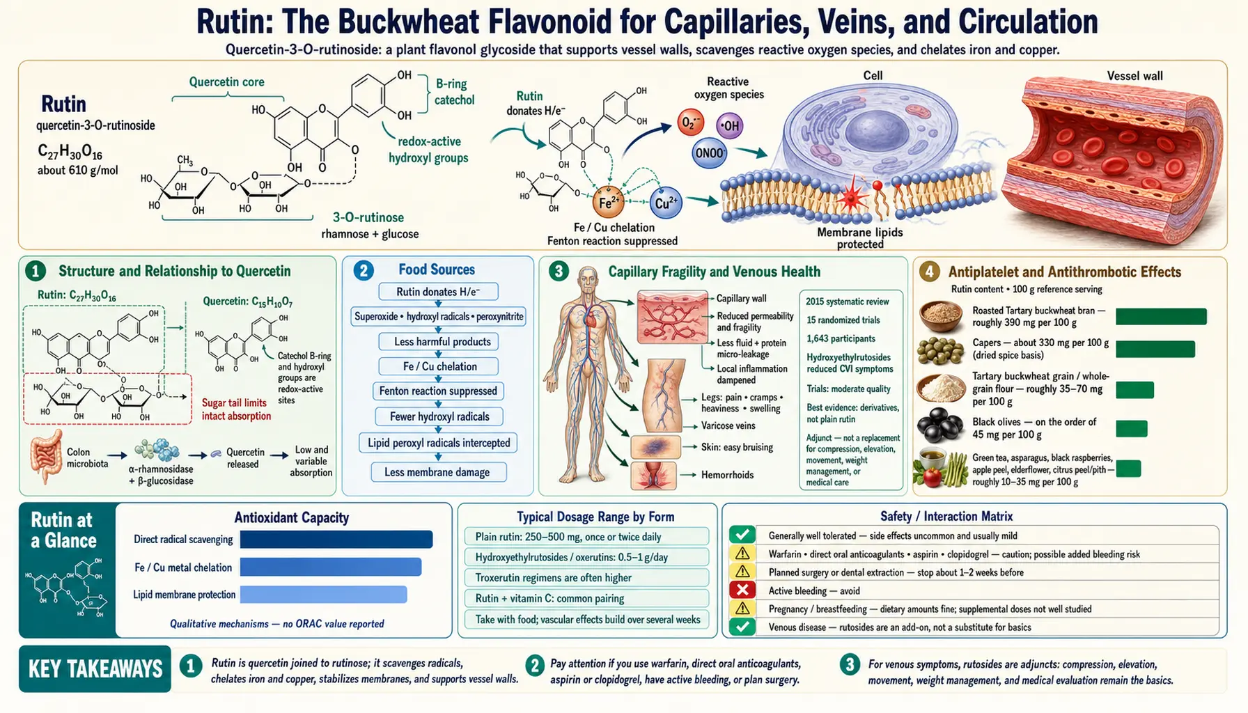 Rutin — scientific infographic poster