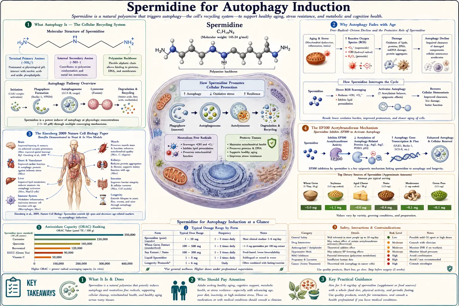 Autophagy Induction — scientific infographic poster