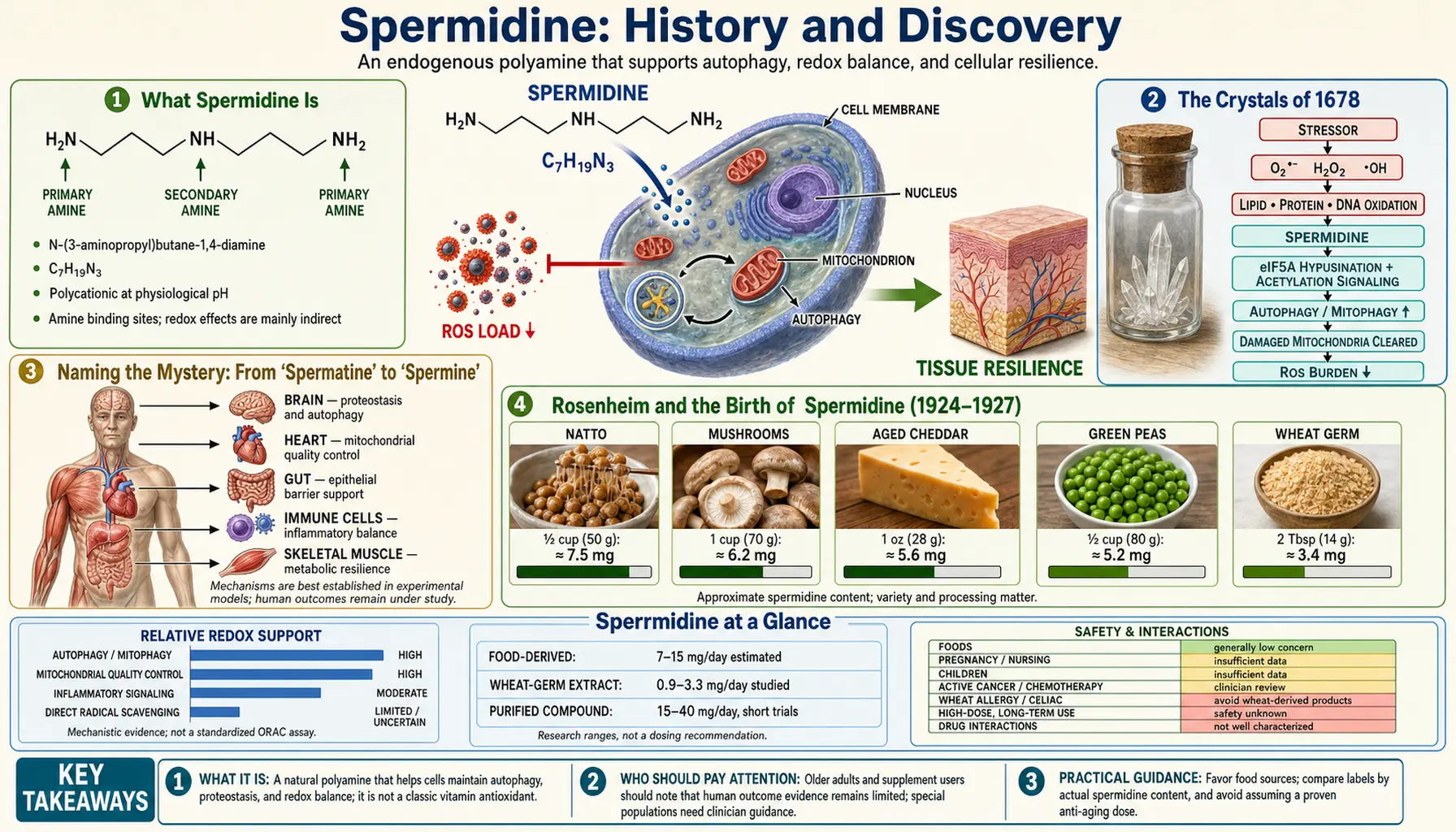 History — scientific infographic poster