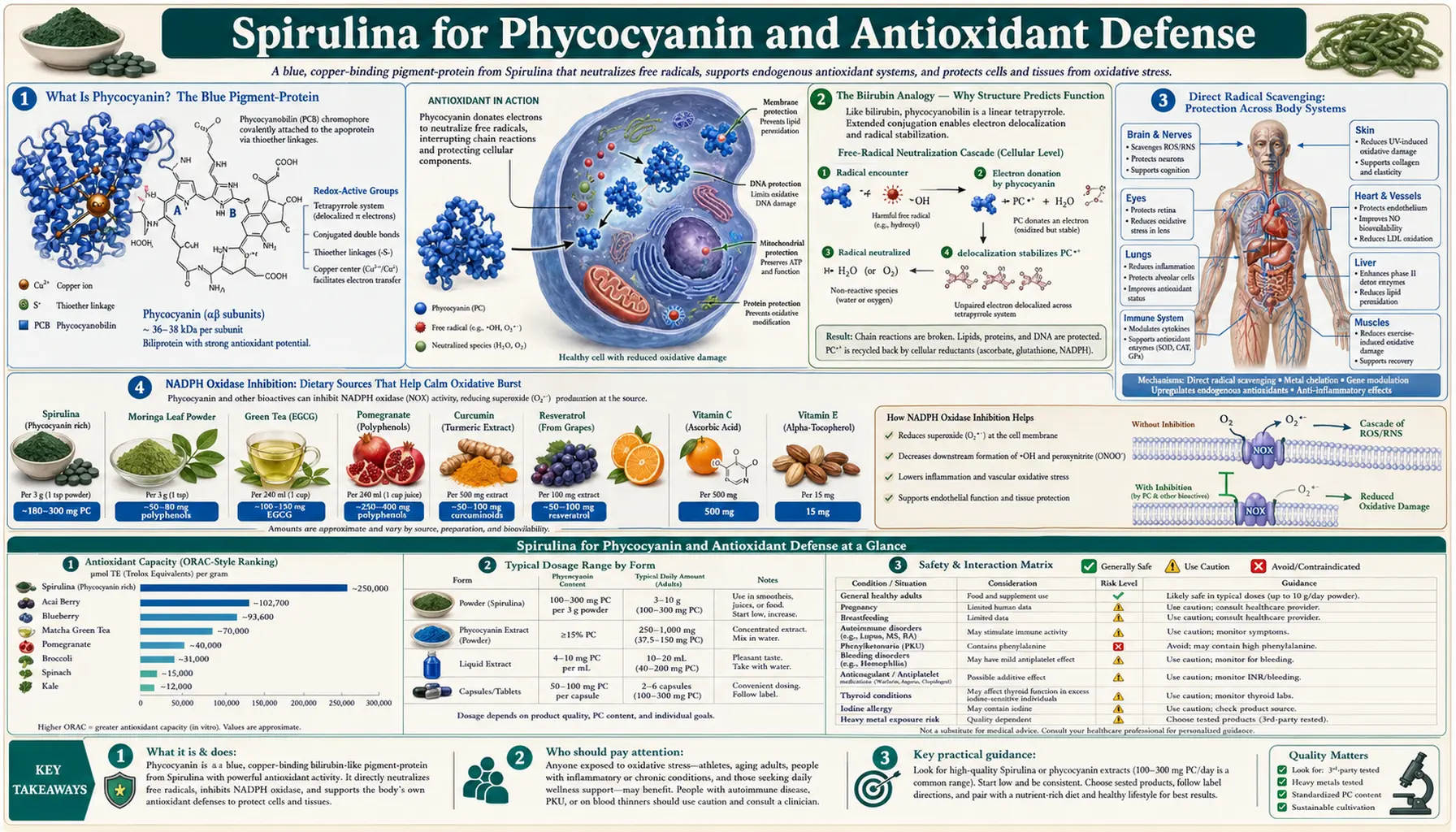 Phycocyanin and Antioxidant — scientific infographic poster