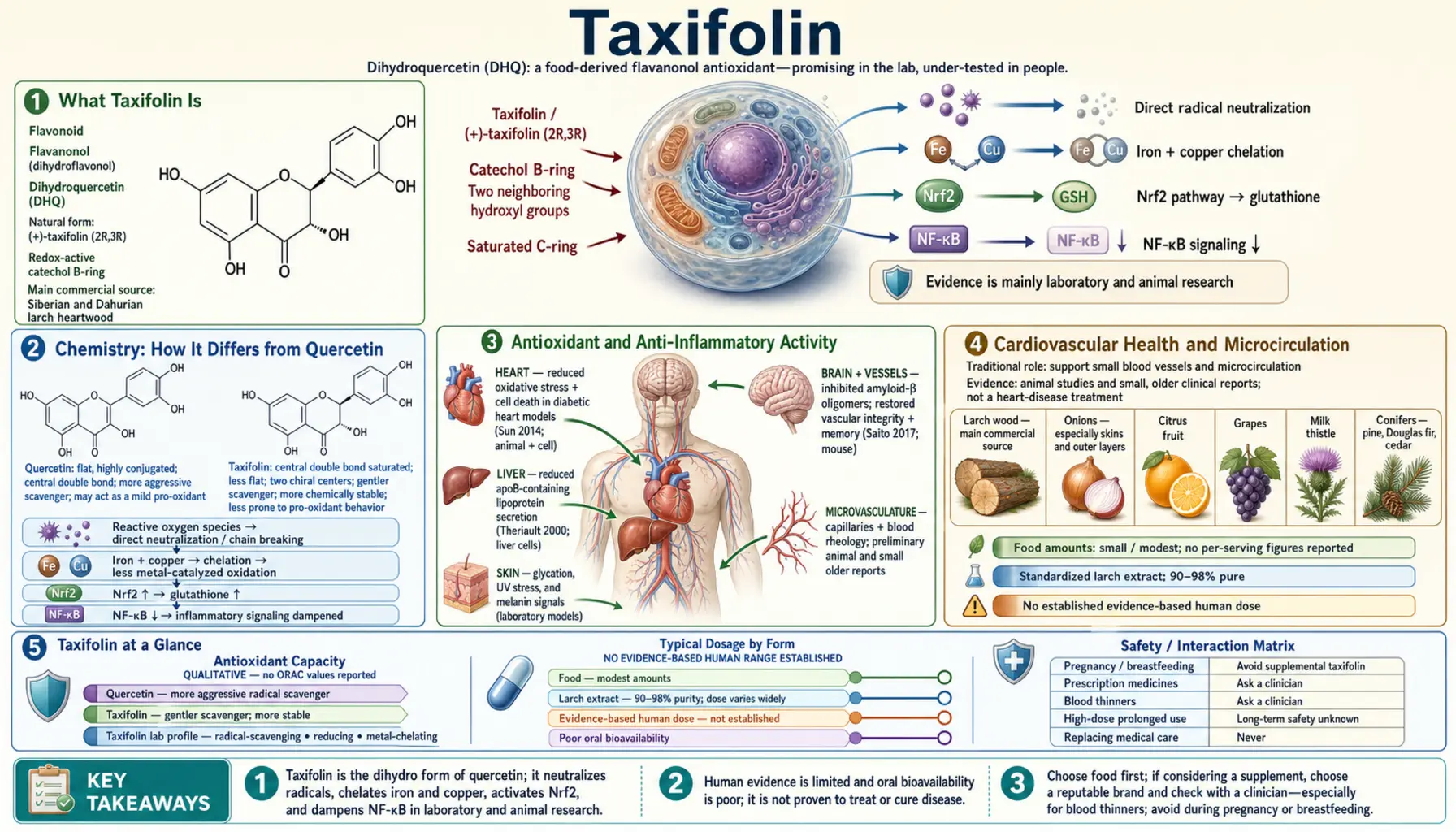 Taxifolin — scientific infographic poster