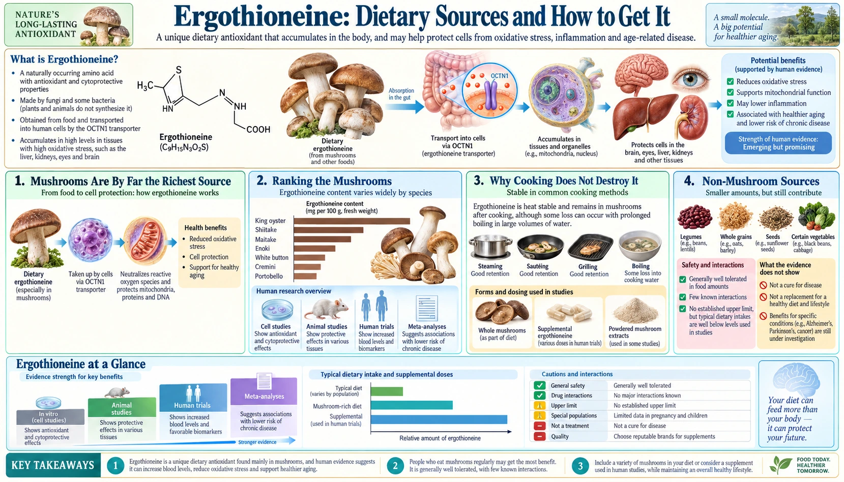 Food Sources — scientific infographic poster