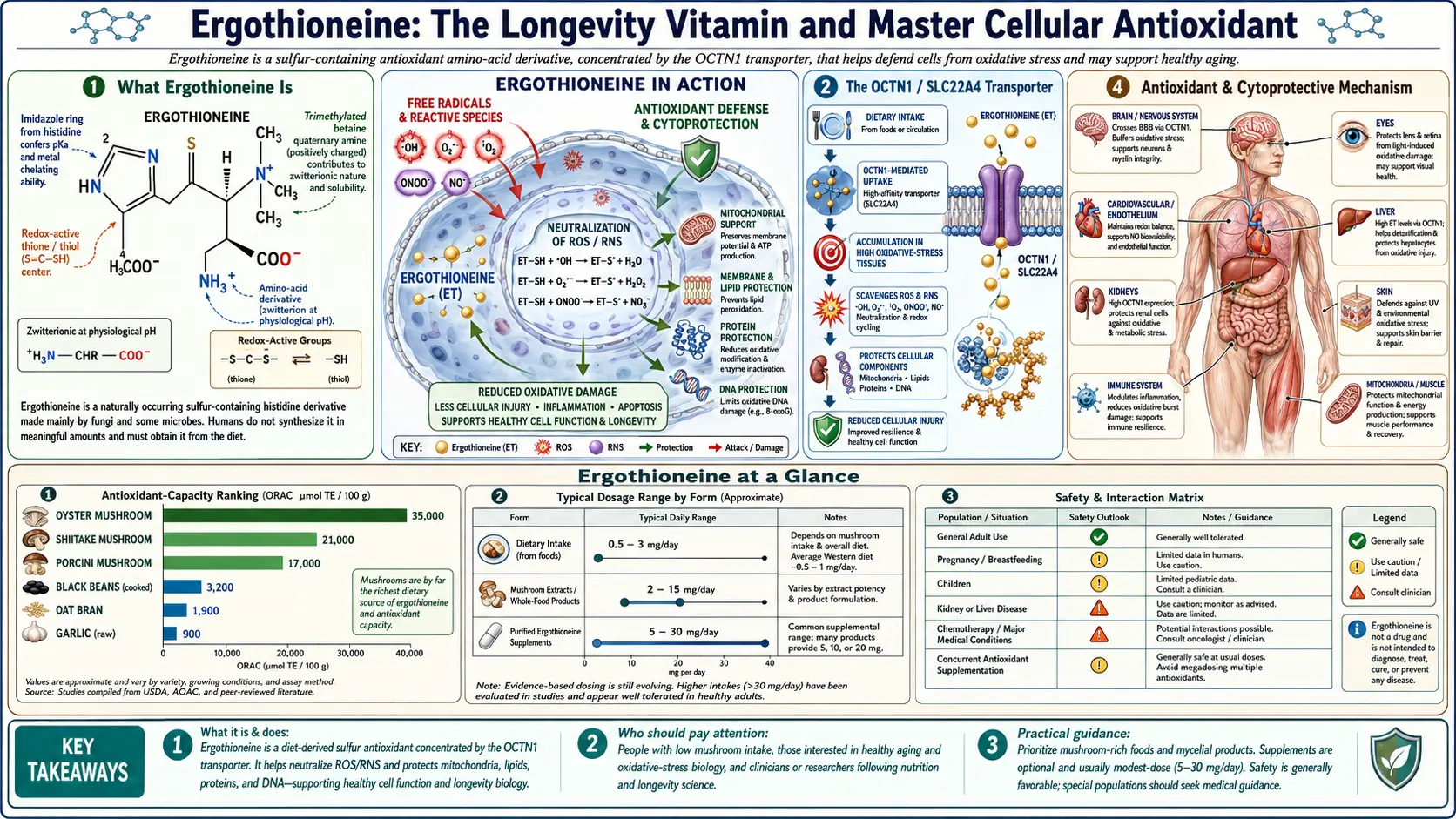 Ergothioneine — scientific infographic poster