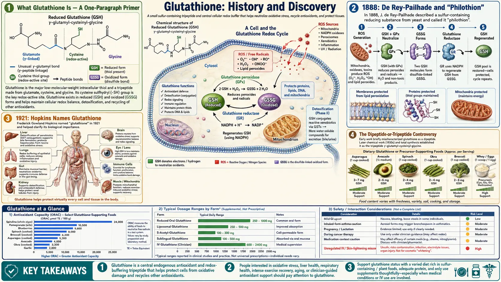 History — scientific infographic poster