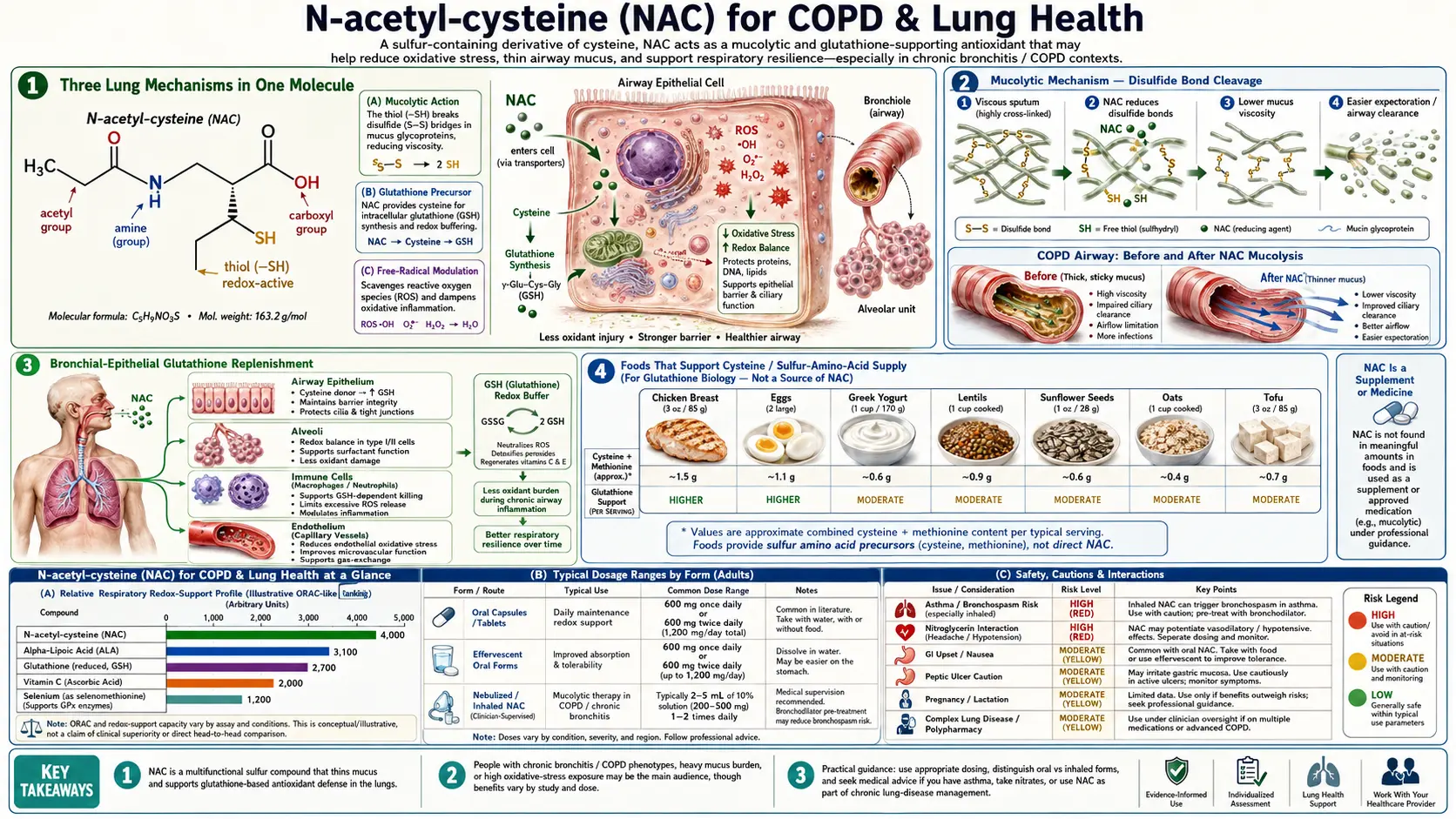 COPD and Lung — scientific infographic poster