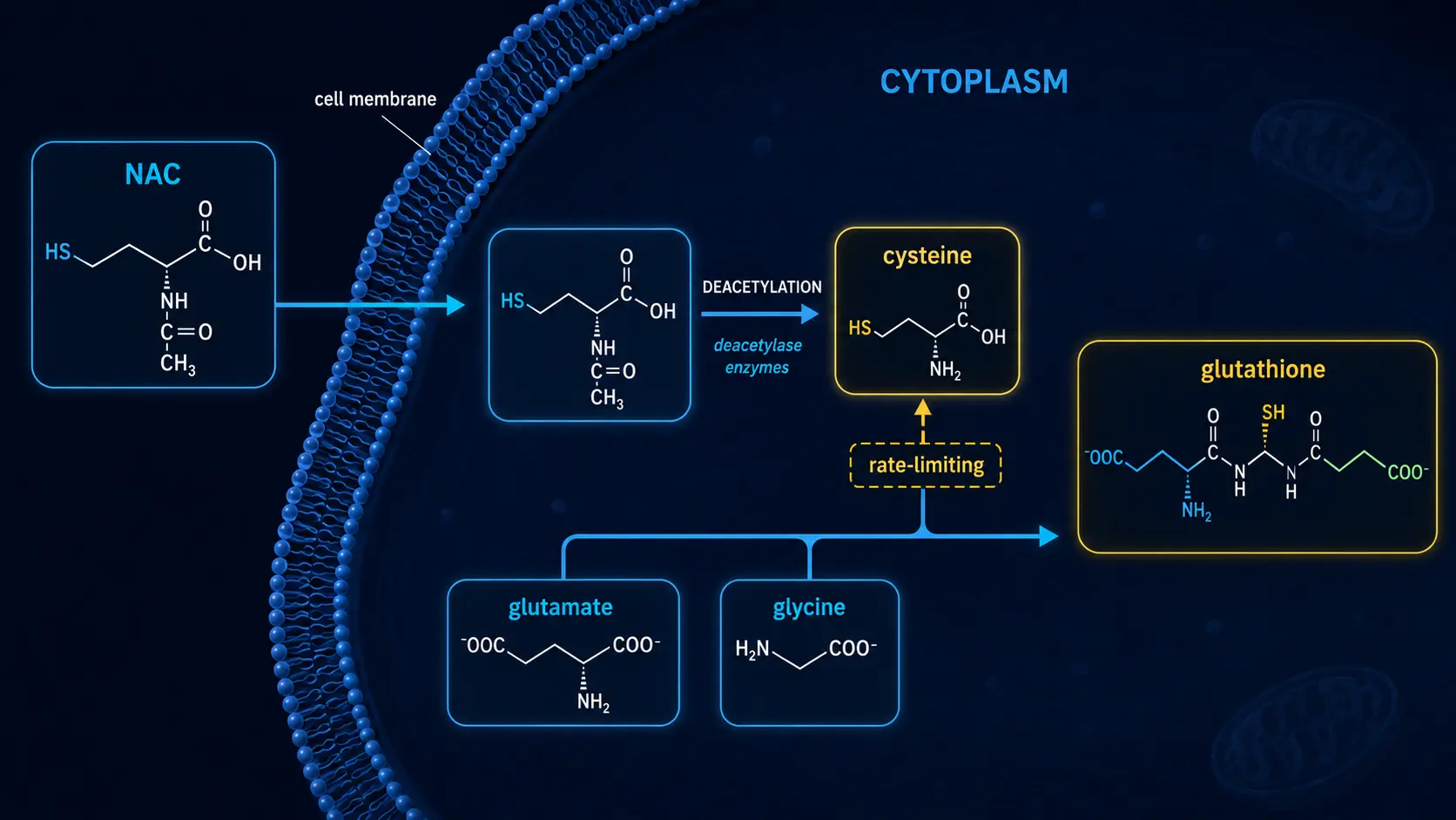 NAC deacetylated to cysteine and used for glutathione synthesis