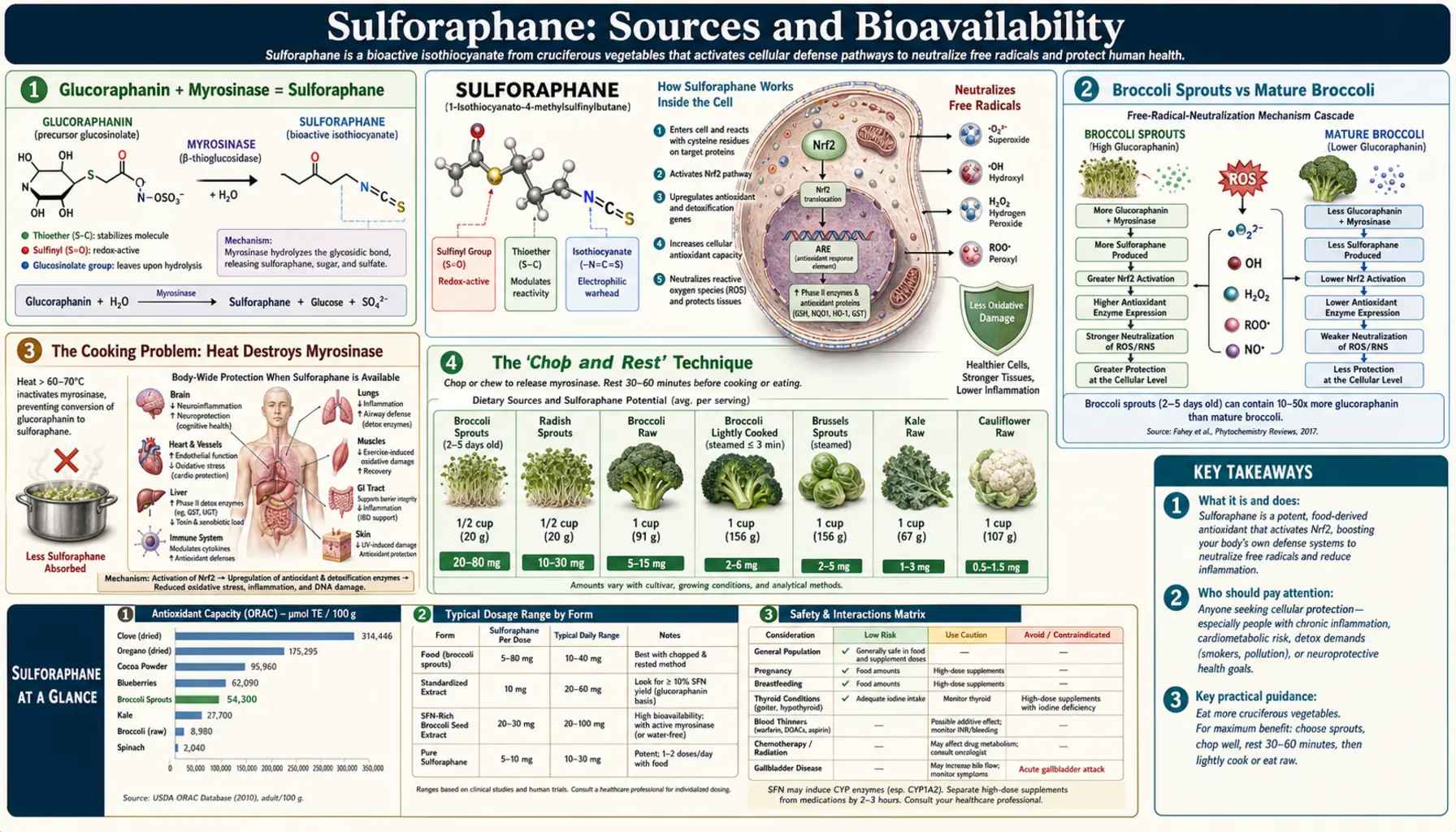 Sources and Bioavailability — scientific infographic poster