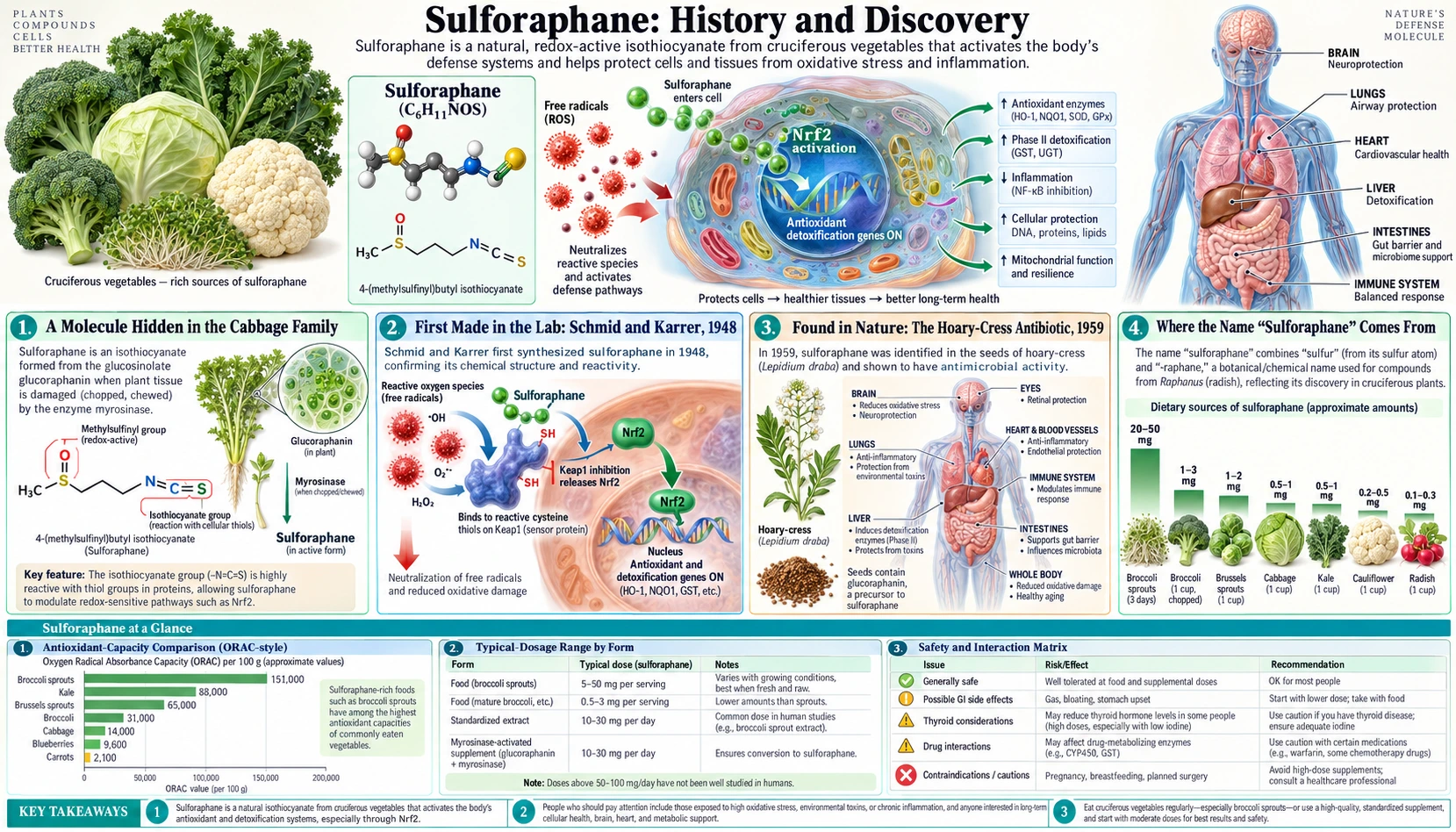 History — scientific infographic poster